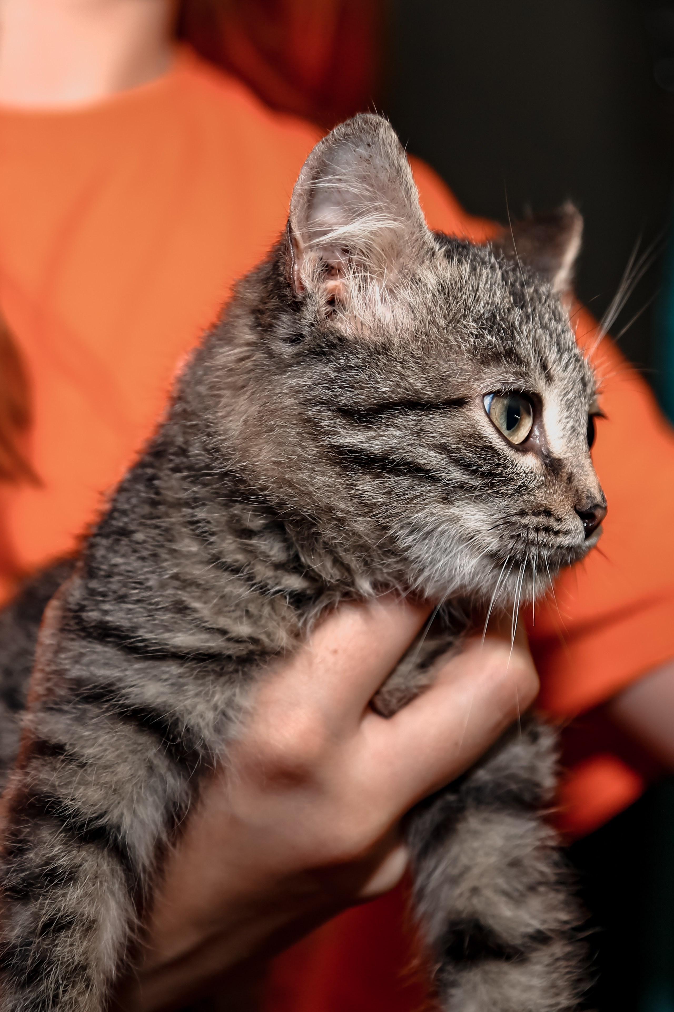 Приют Кошкин Дом Филимоша. Ваш фотограф в Оренбурге Рощупкина Екатерина