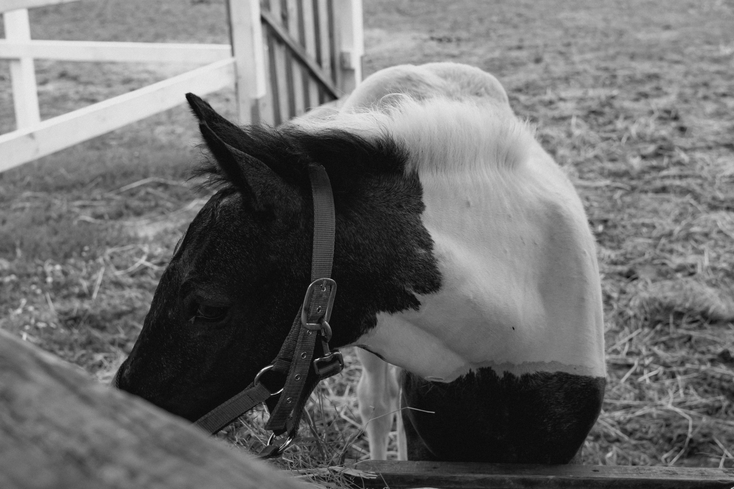 Фотограф Анастасия Бондарчук