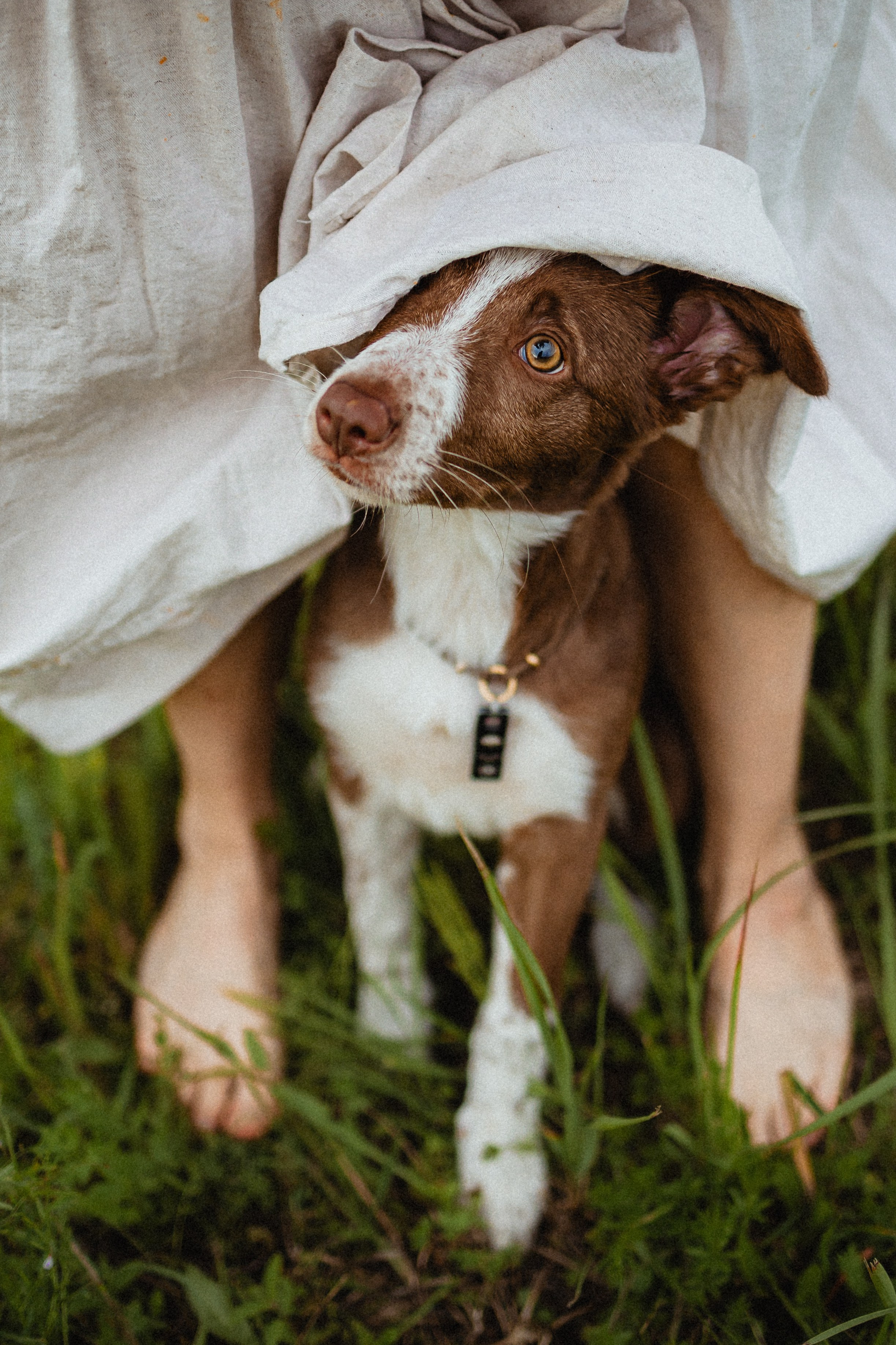 Выездной дог-тренинг от школы «Шерсть имею»
