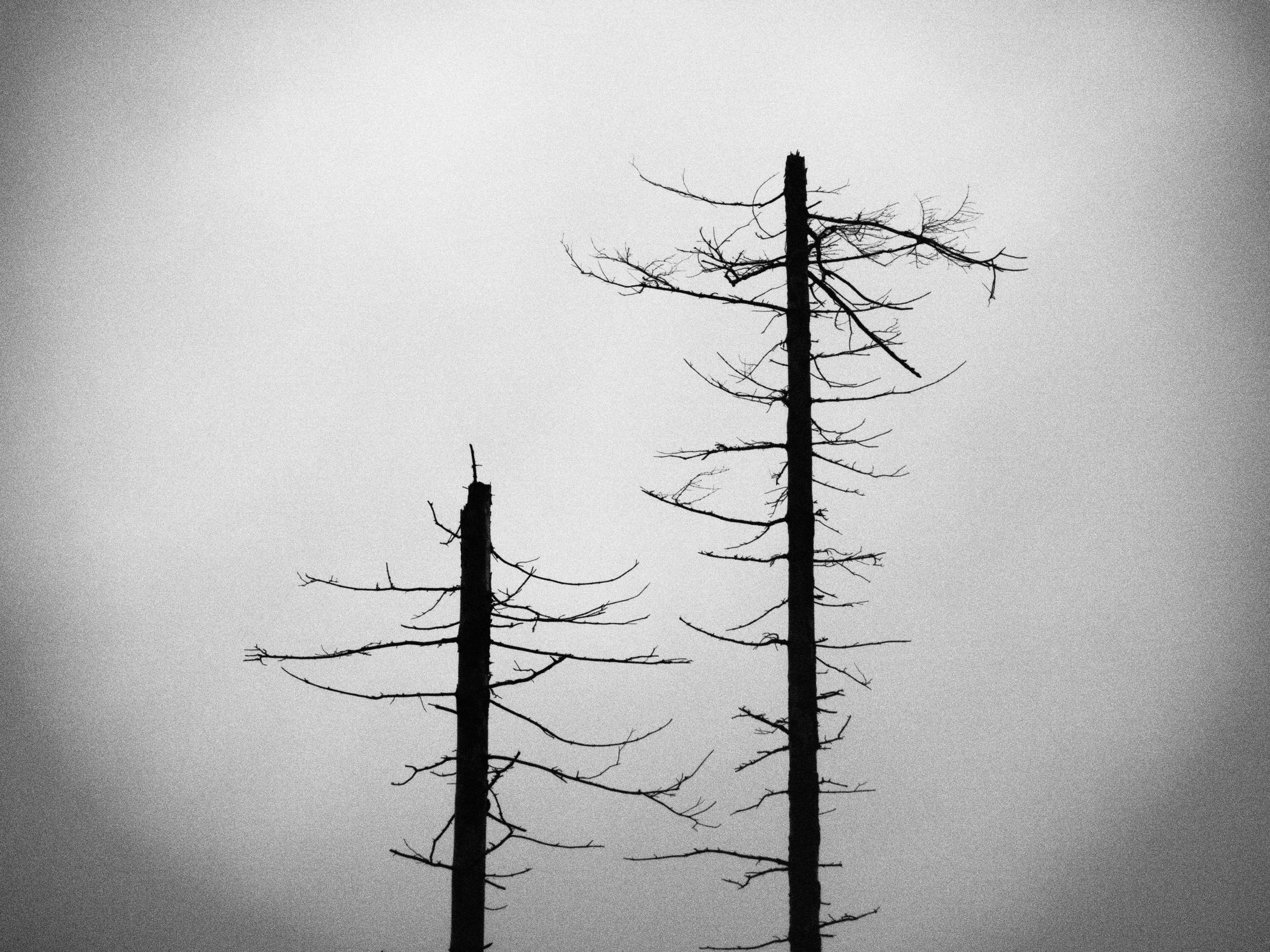 Таинственный лес. Репортажный фотограф в Берлине Александра Герман