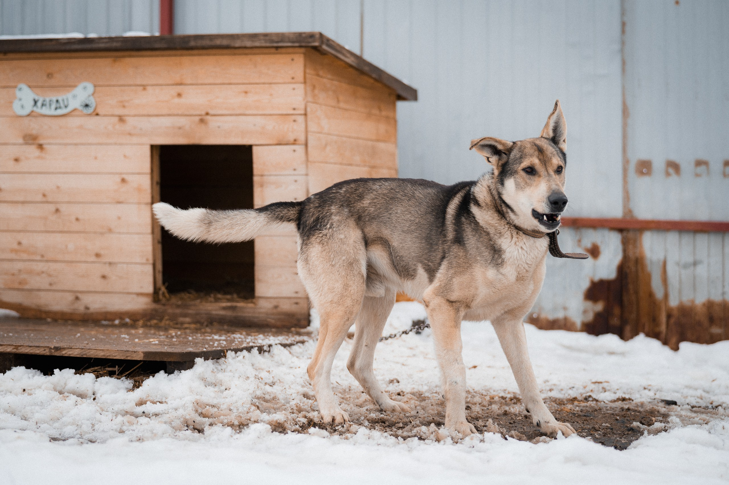 Харди. Улыбка собаки — спасение и пристройство бездомных собак