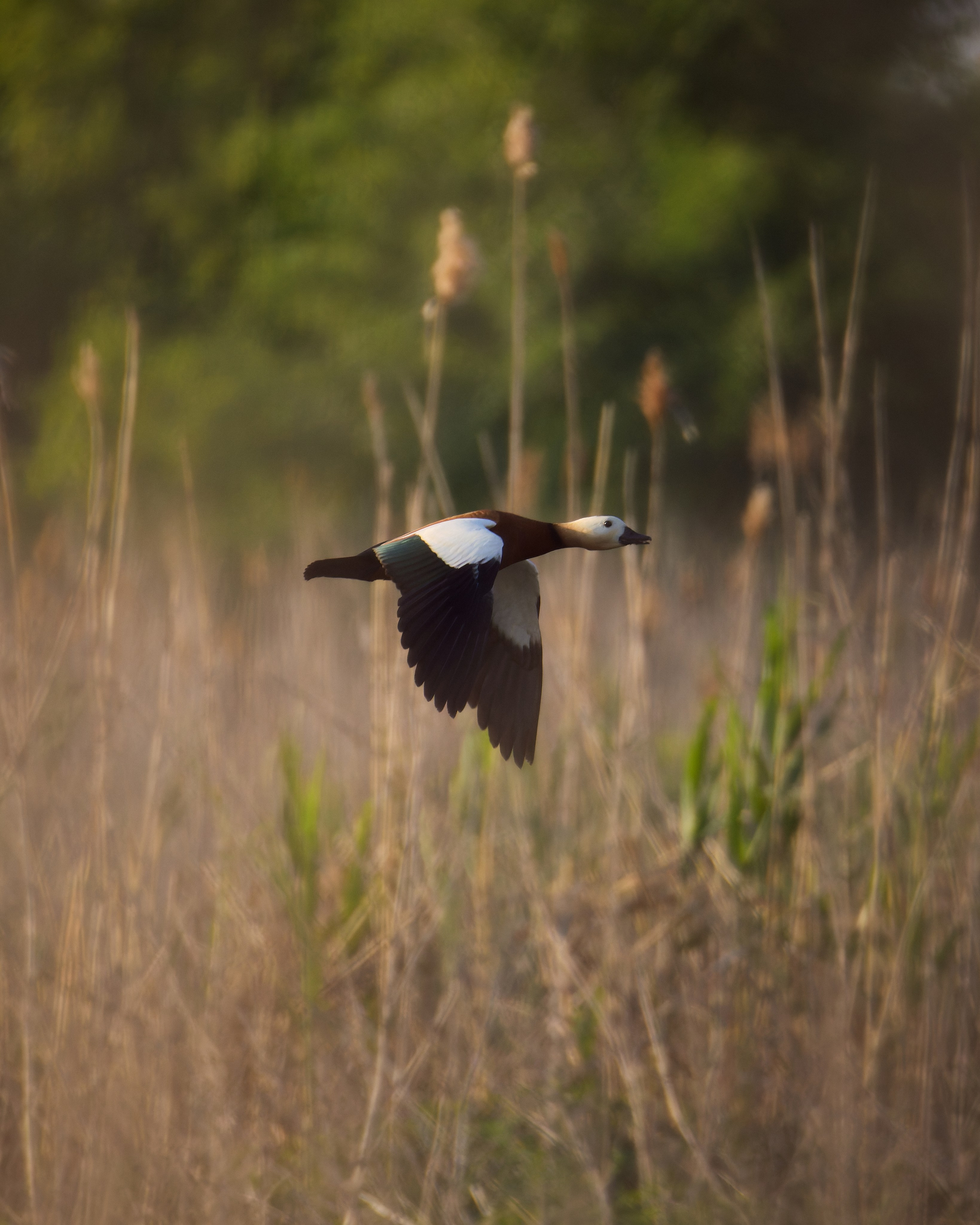 Voronezh 2026. Anton Chernov | Wildlife photographer