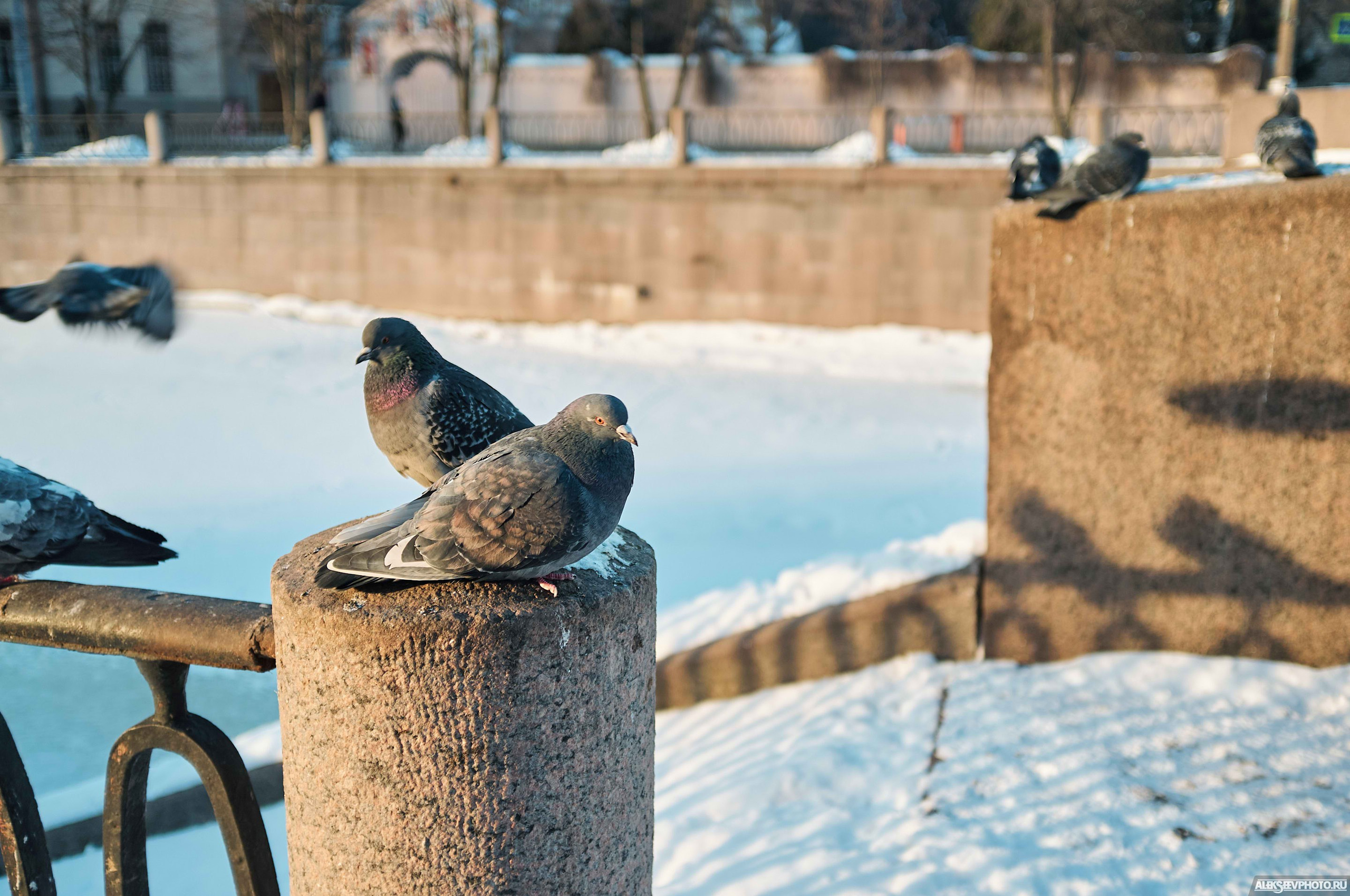 2021.03. Фотограф Алексей Алексеев