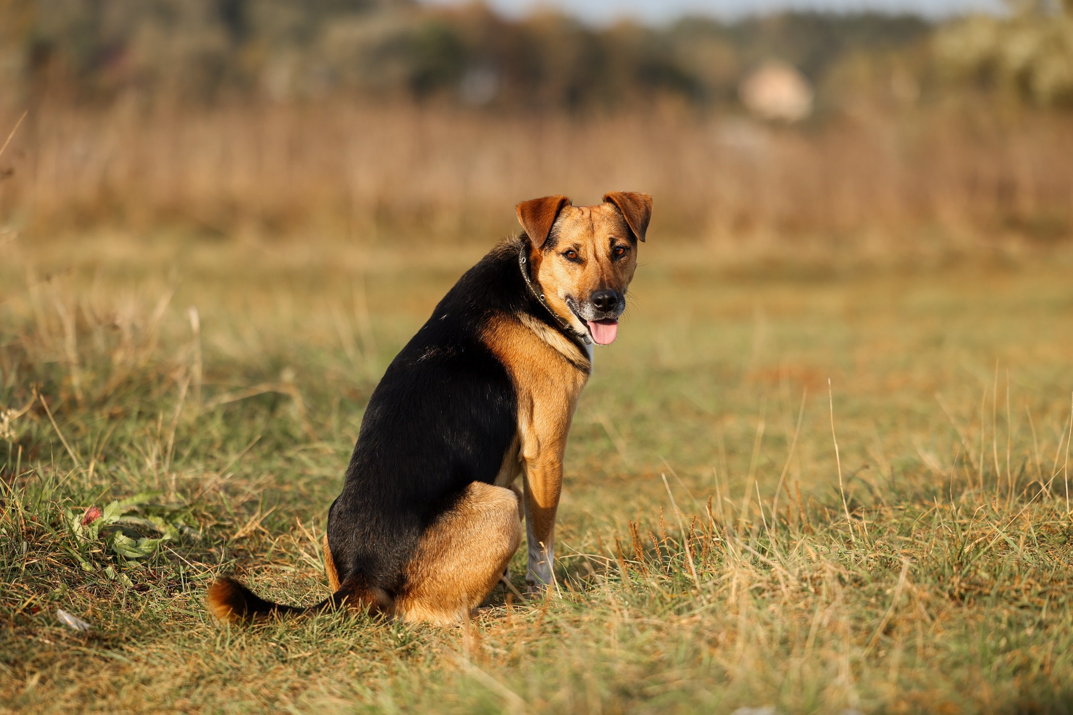 Прогулка на природе. Фотограф-анималист Полина Колкова | Москва