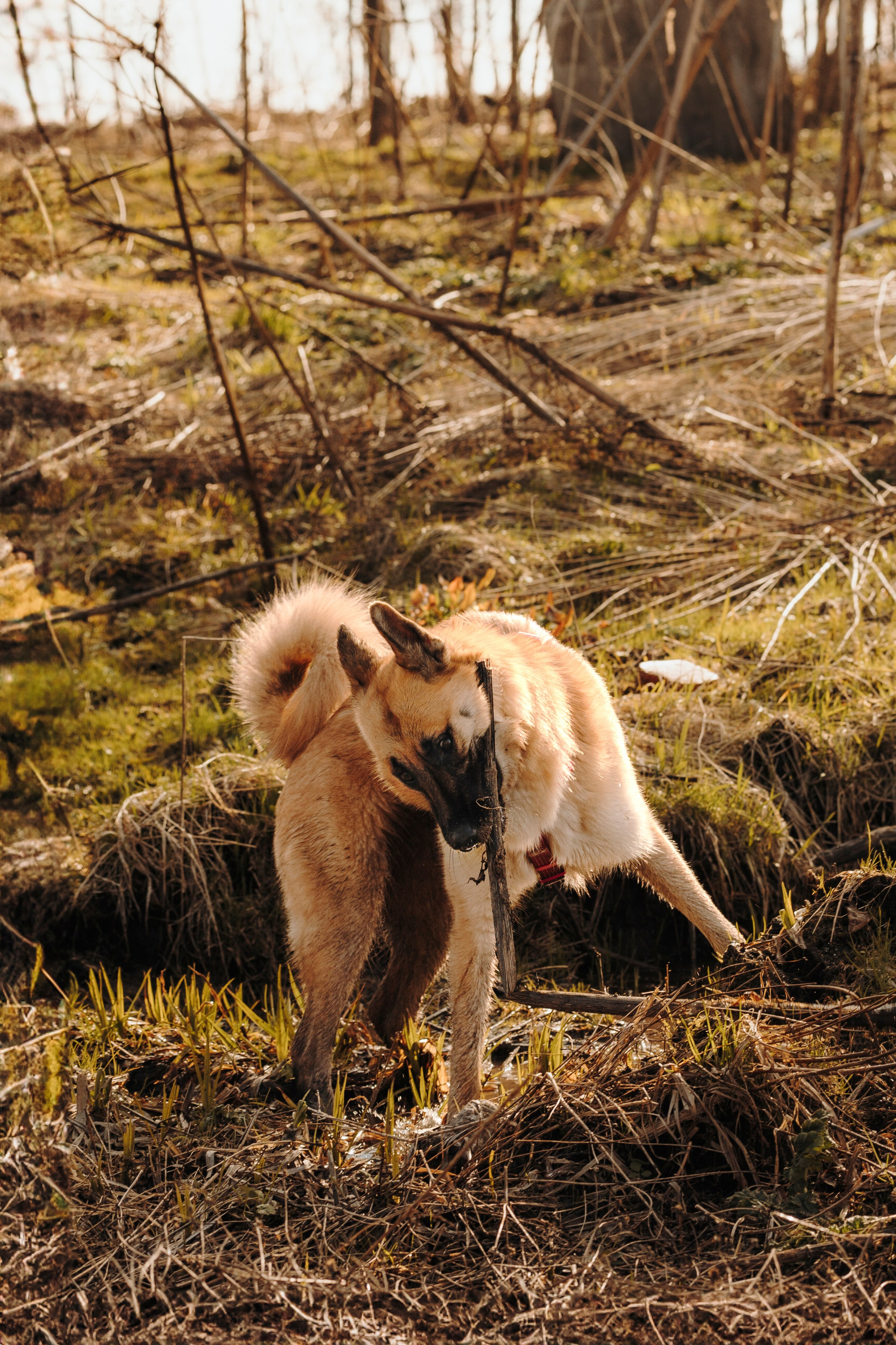 Смена в «DogCamp». Анастасия Белаш