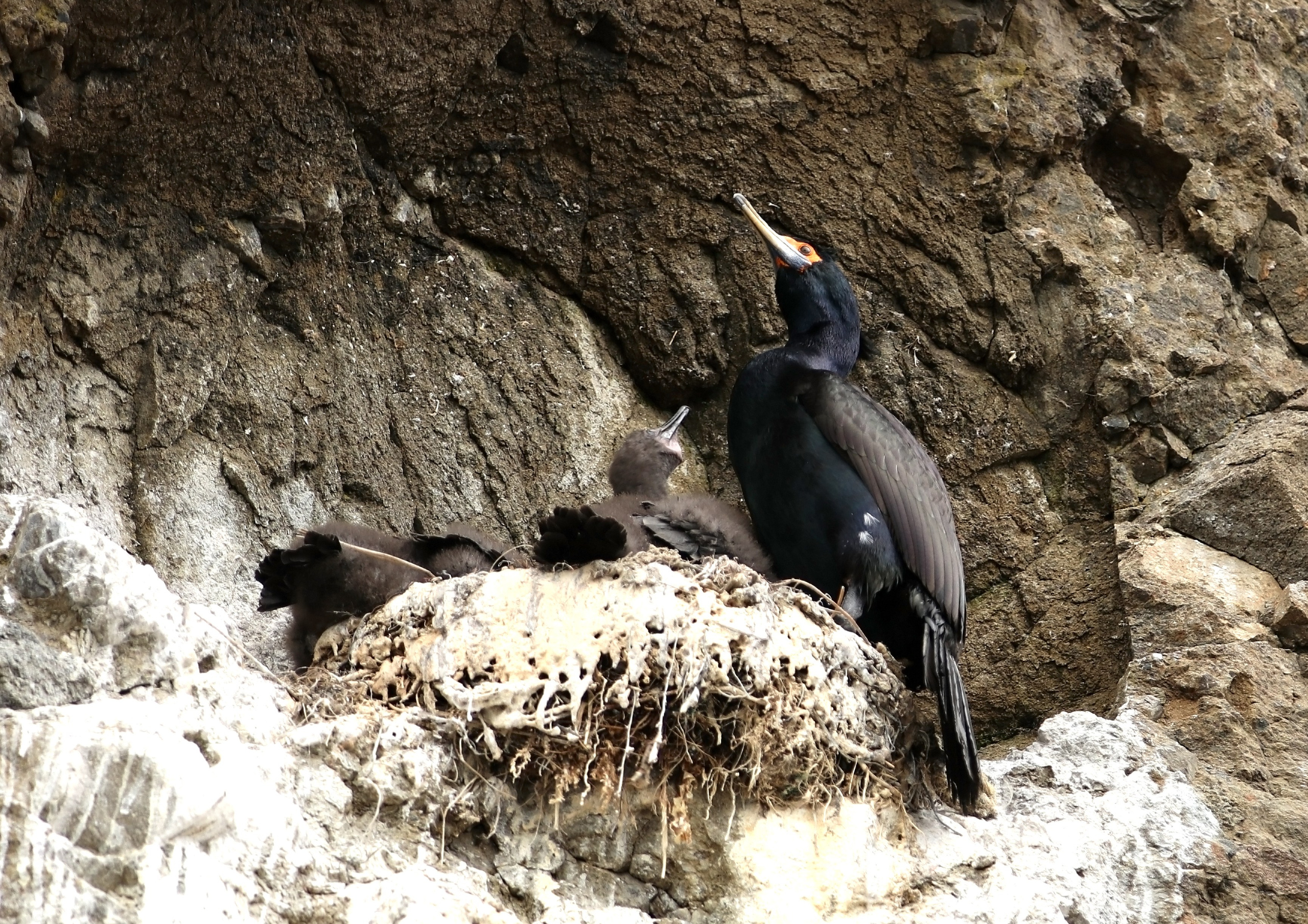 Камчатка и о. Парамушир. Июль 2024. Путешественник-фотограф из Санкт-Петербурга Татьяна Свистулина