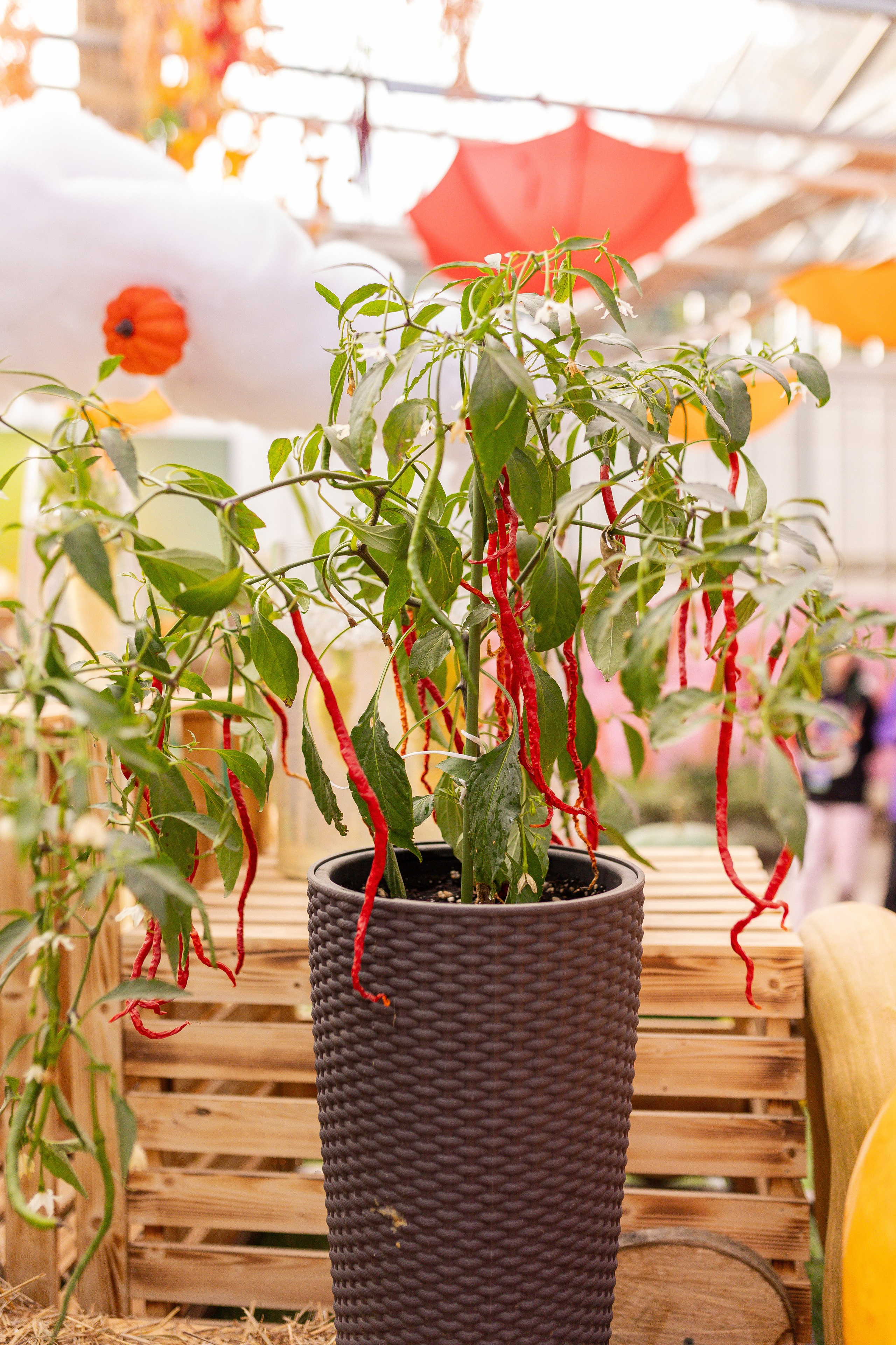 Овощи-гиганты. Александра Куликова фотограф, Москва