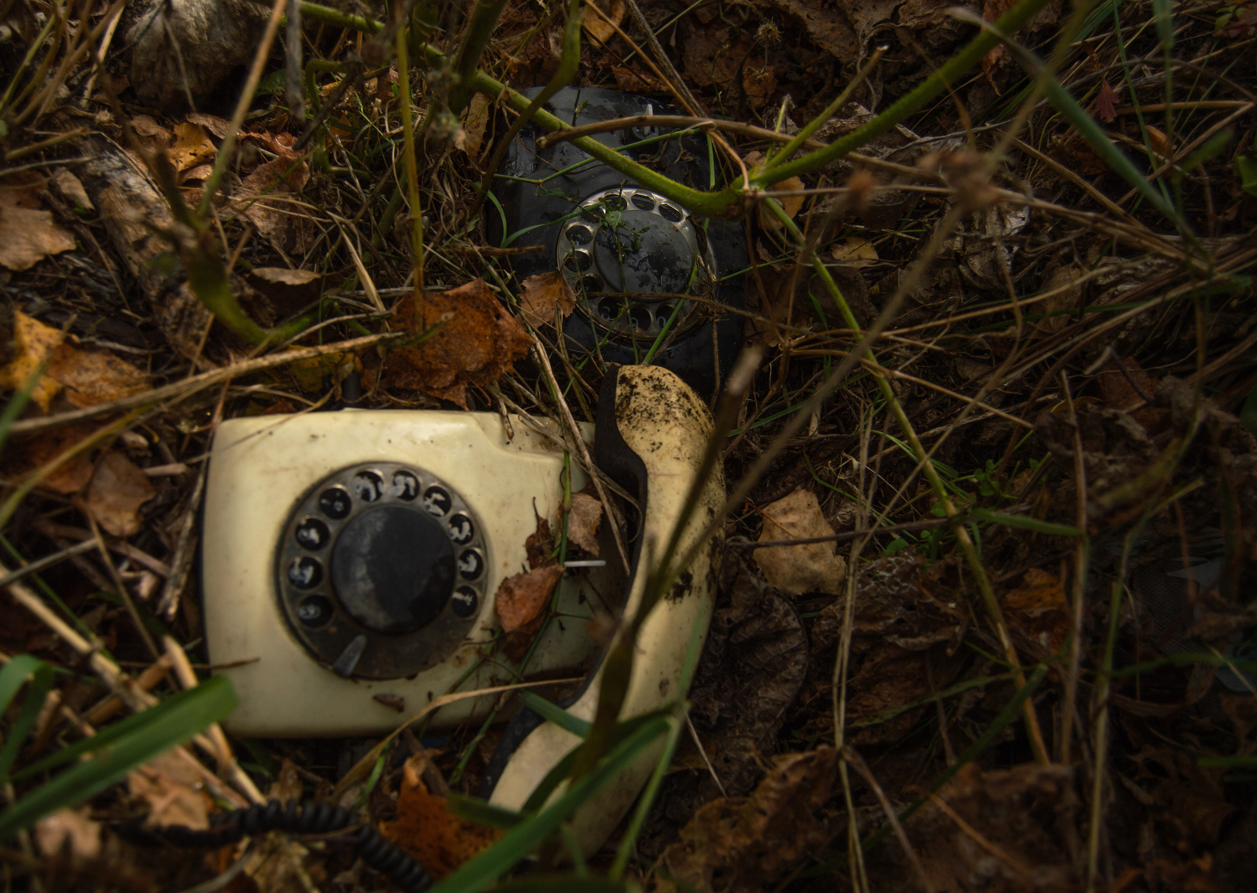 Природа. Фотограф Юлия Левандовская, п.Ясногорск