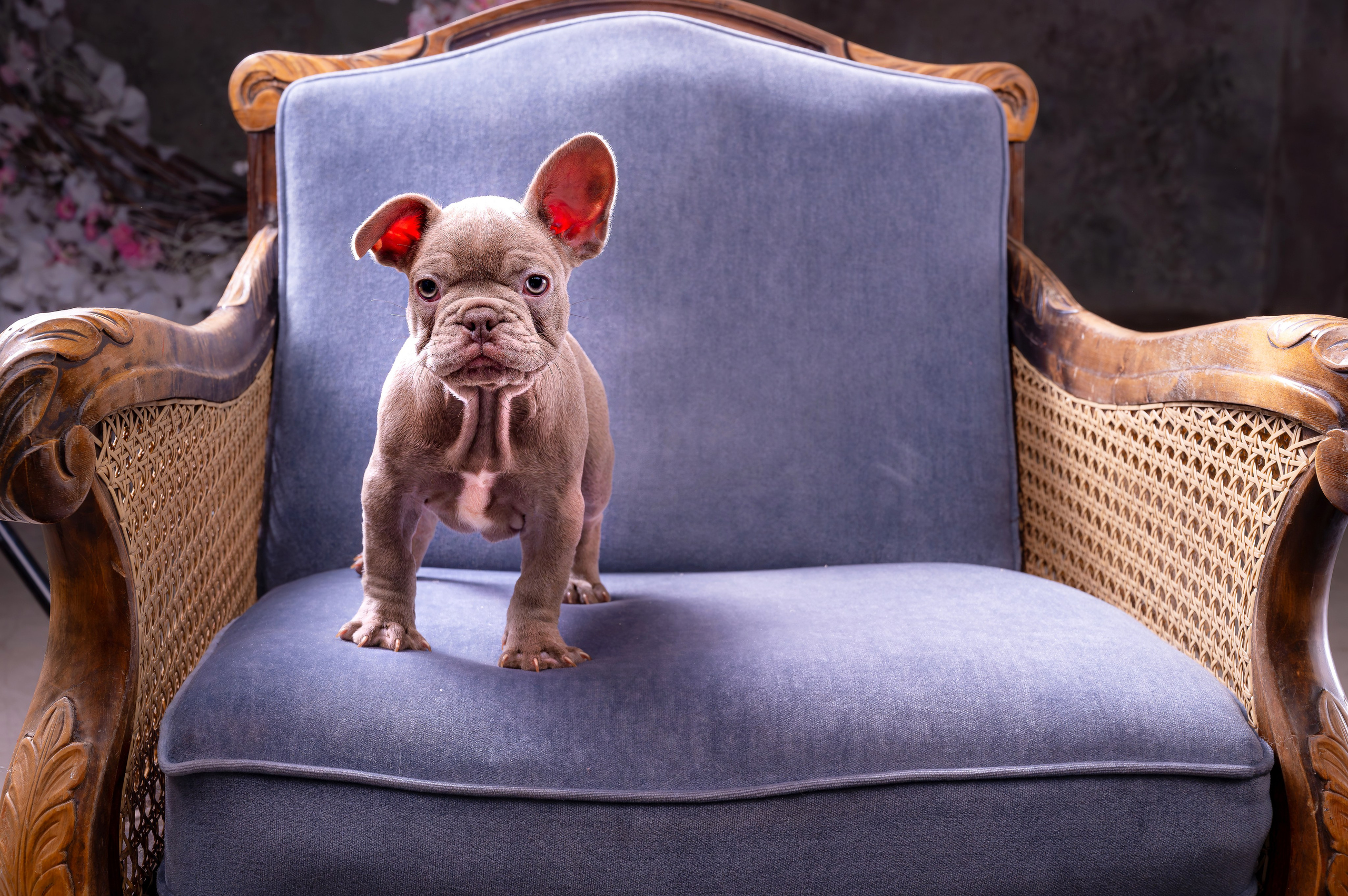 Питомцы. Интерьерный фотограф. Фото- видеосъемка недвижимости Санкт-Петербург