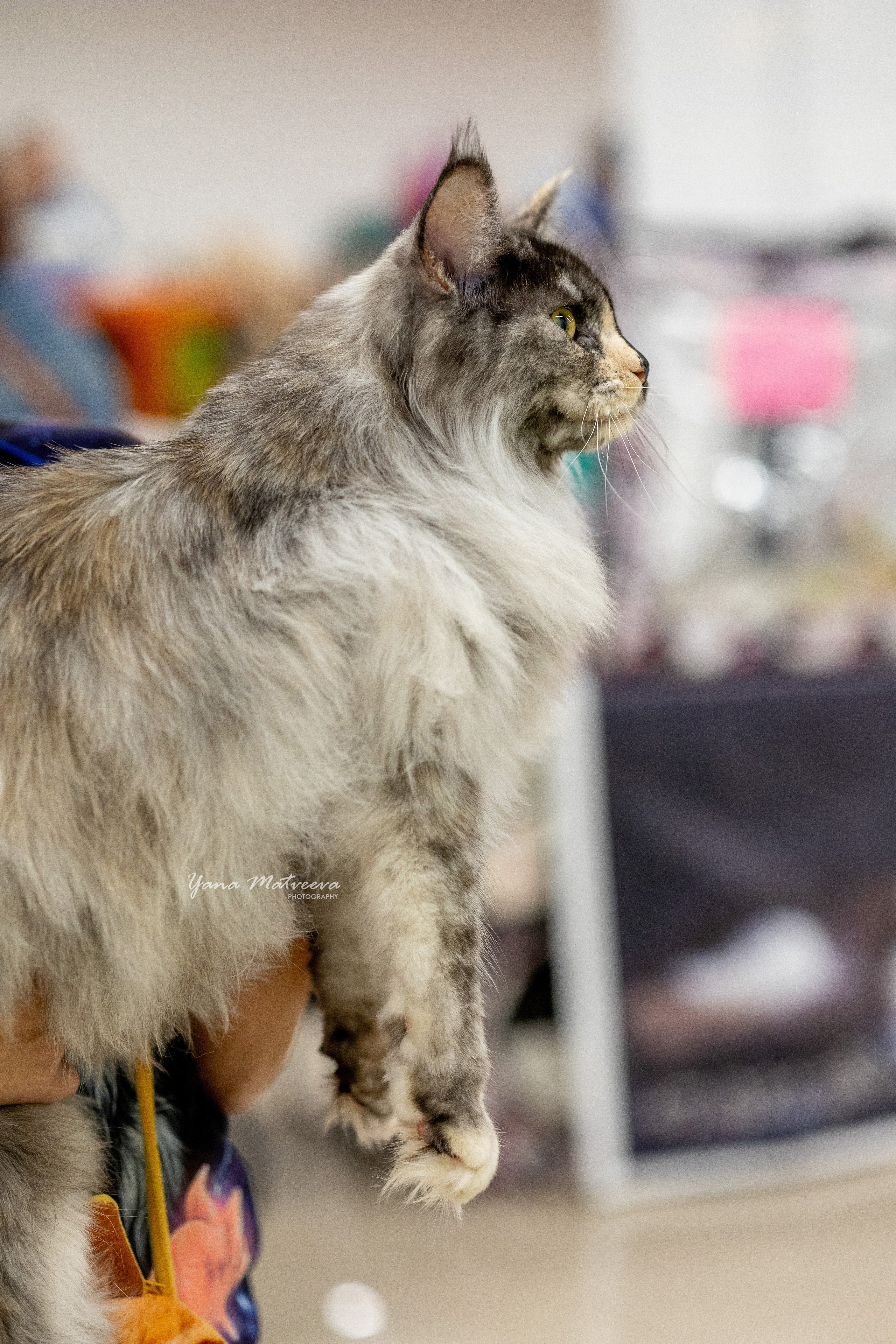 Кошки. Фотограф Яна Матвеева в Ижевске