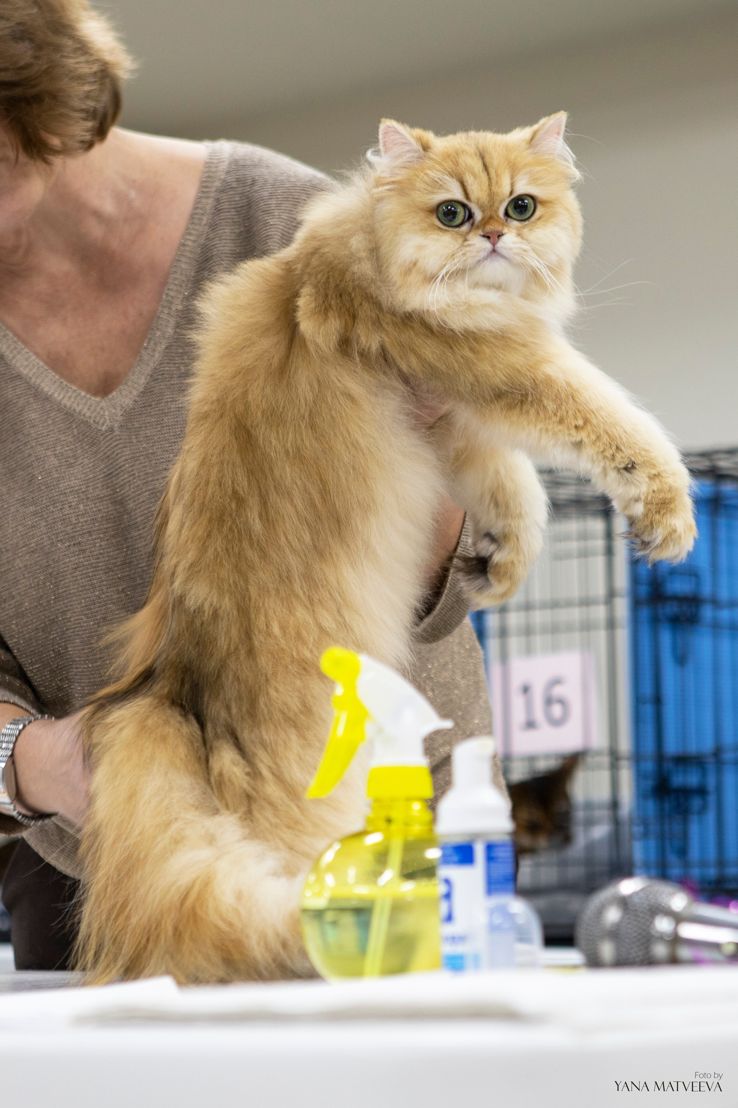 Кошки. Фотограф Яна Матвеева в Ижевске