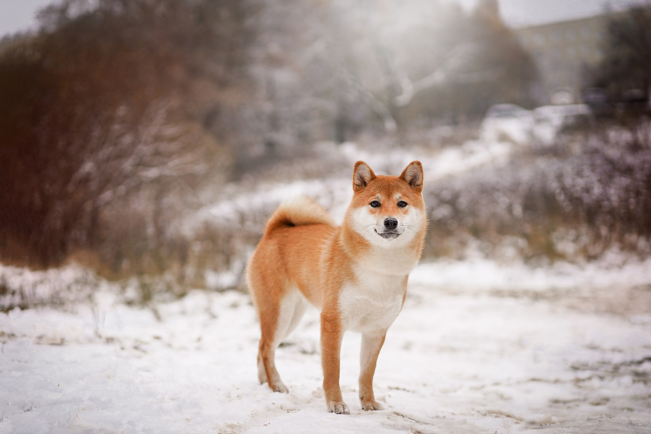 Алина и Юми. Фотограф-анималист в Санкт-Петербурге Яна Мартынова
