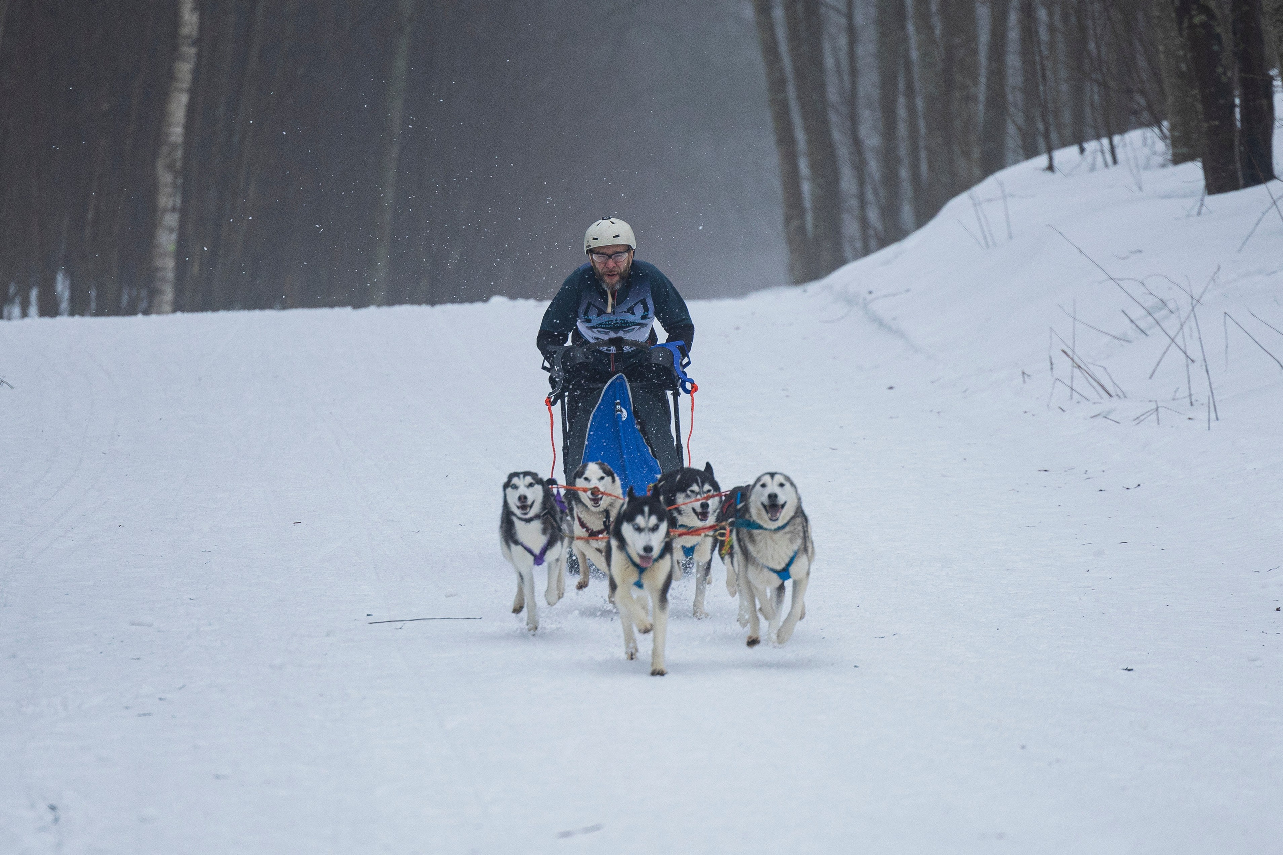 Зимний Чемпионат Санкт-Петербурга по ездовому спорту. Фотограф-анималист Анна Маринич