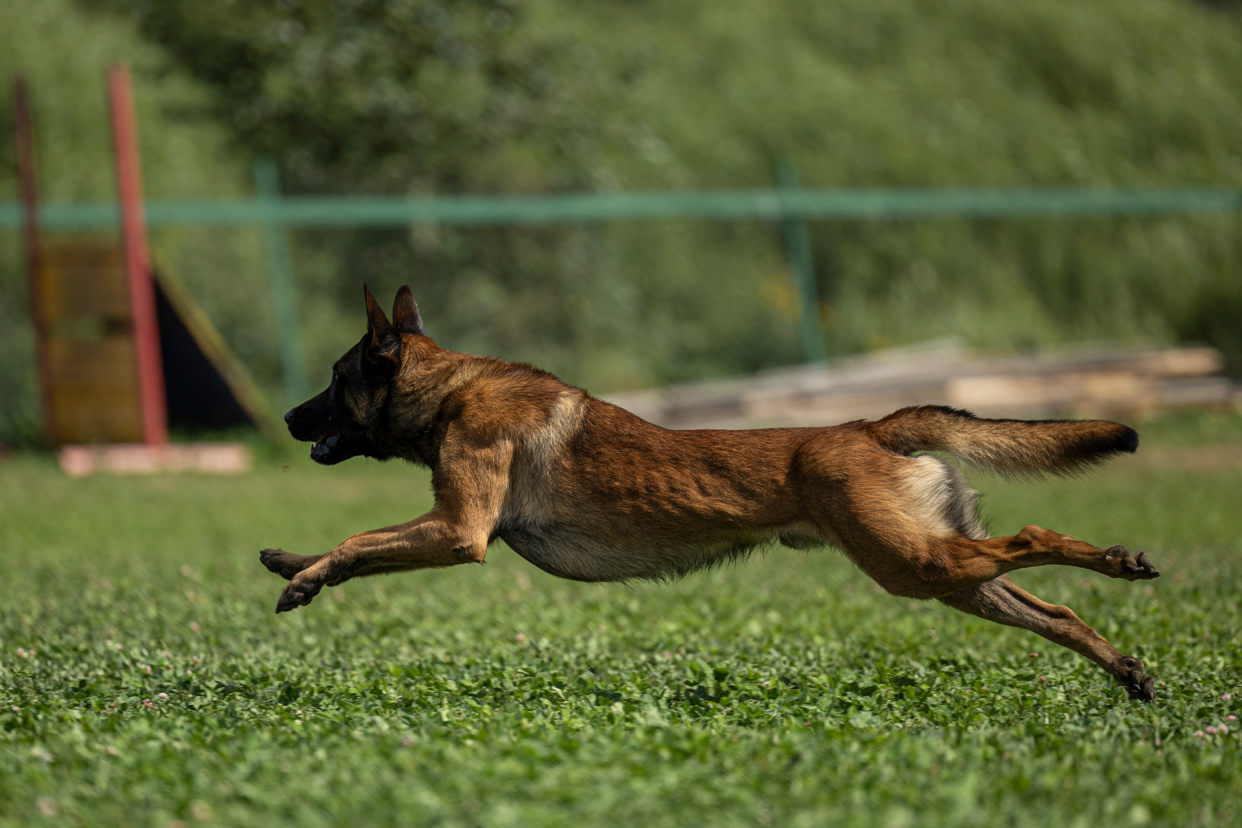 Соревнования по Мондьорингу г. Вологда 10-11.08.2024. Фотограф-анималист Анна Маринич