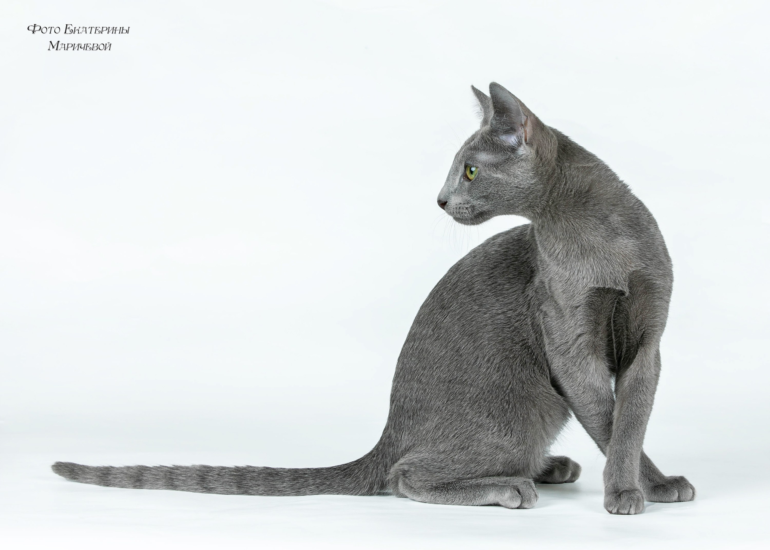 Фоны чёрный, белый, серый. Фотограф-анималист в Омске Екатерина Маричева