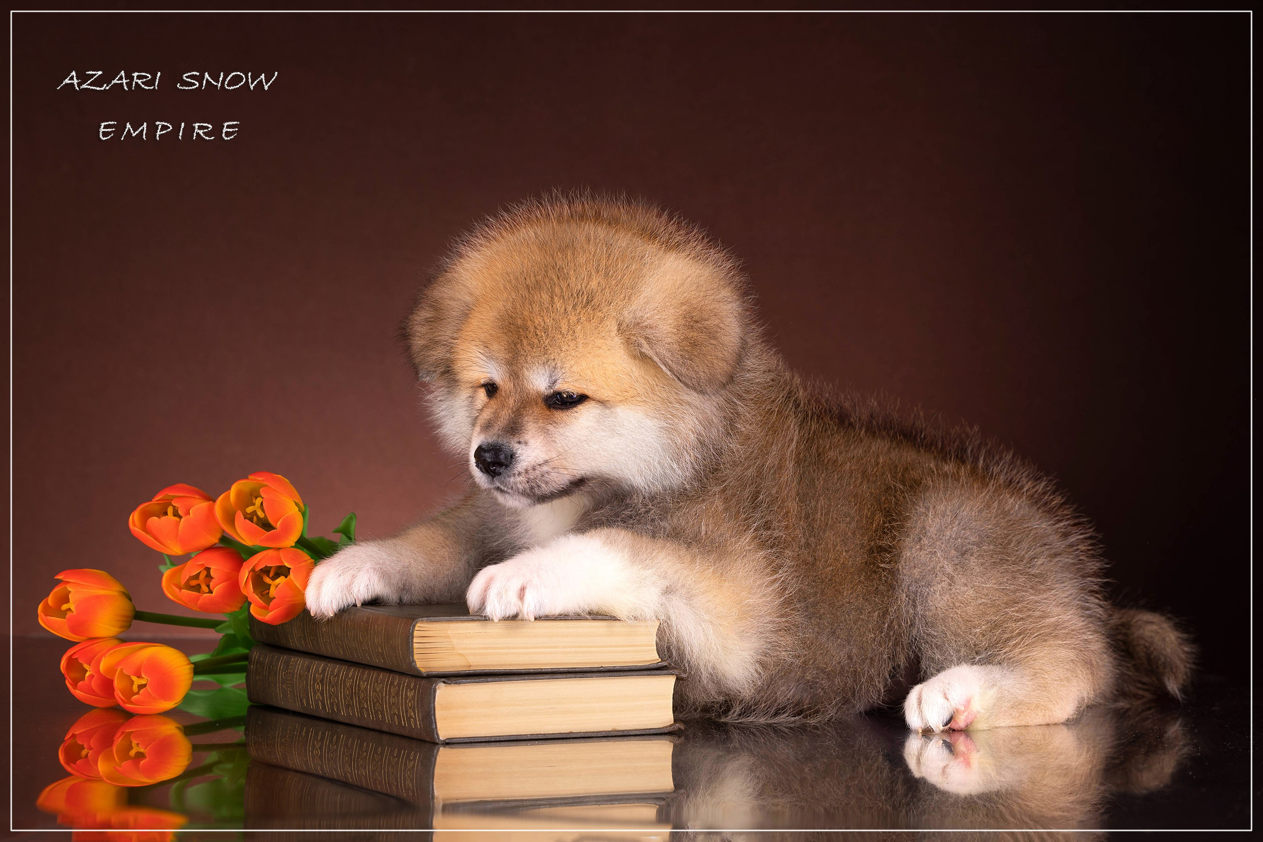 Галерея щенков. Фотограф-анималист в Омске Екатерина Маричева