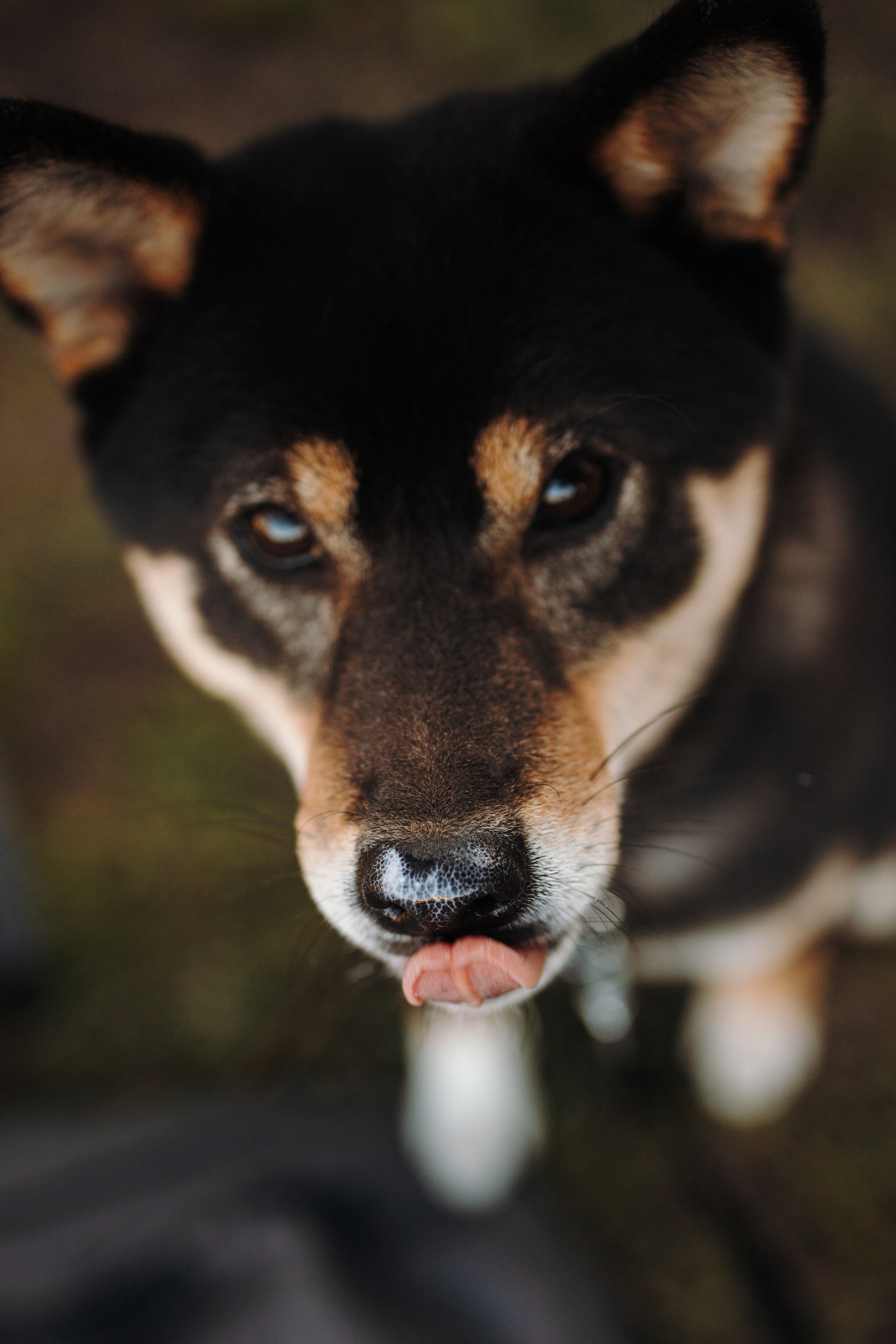 Даша и ее девочки. Фотограф — Анималист | Санкт-Петербург