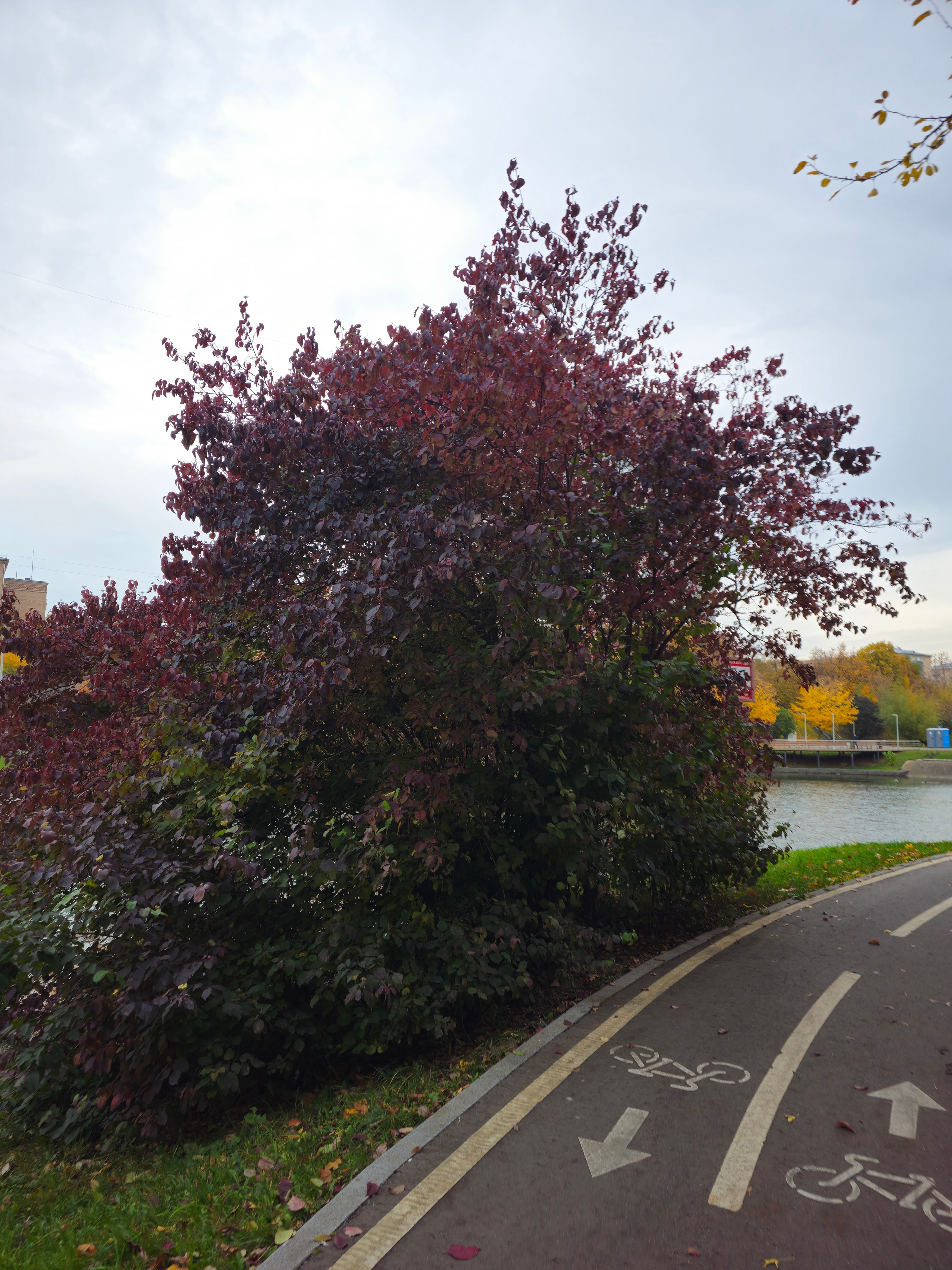 Яркий бордовый куст у пруда и велодорожки. Темно-бордовый куст рядом с асфальтированной дорожкой для велосипедов у кромки воды в городском парке.