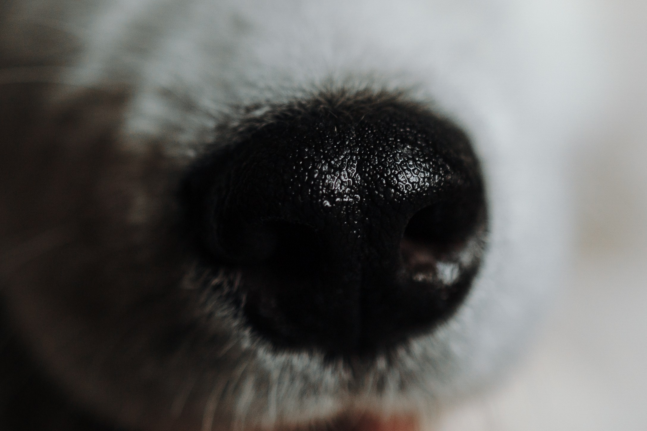 Марина и Мушу. Фотограф — Анималист | Санкт-Петербург