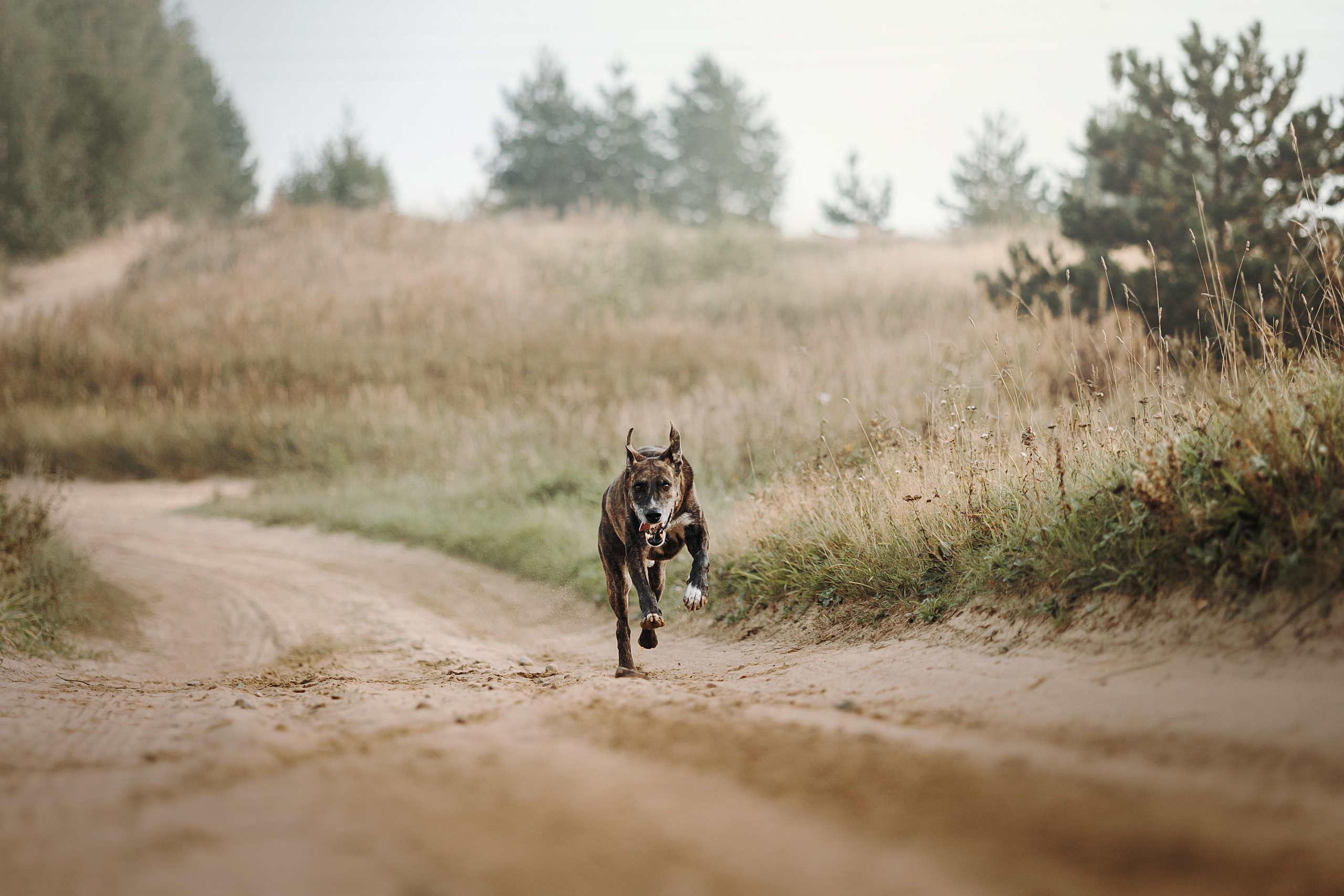 Любовь и ее хвостики. Фотограф — Анималист | Санкт-Петербург