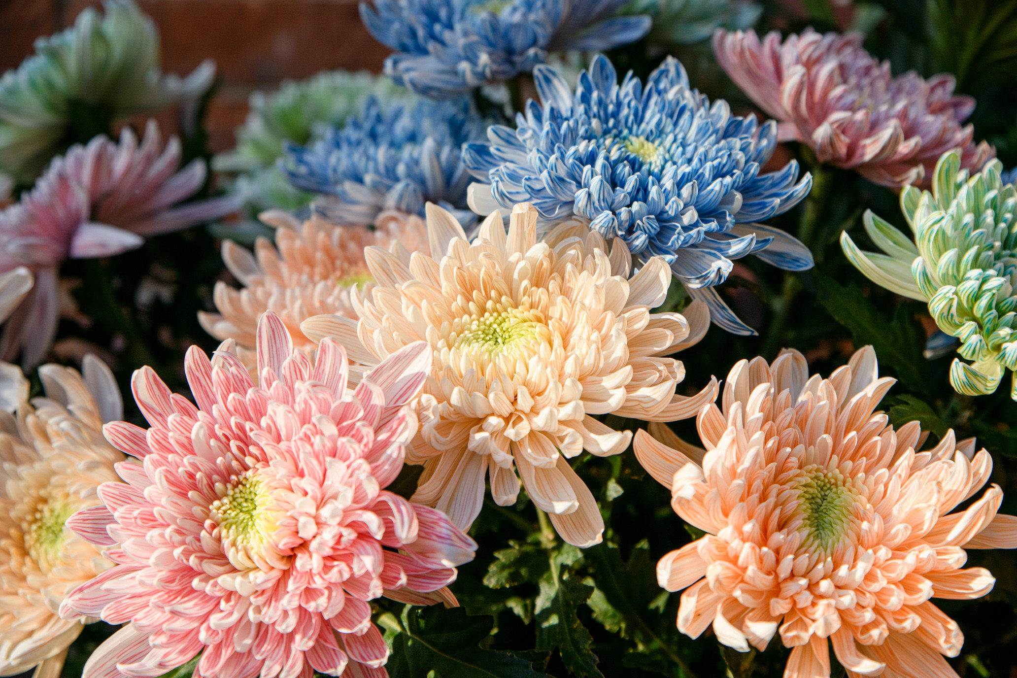 МК от Porolov Цветочная история. Фотограф Илья Ковалев в Волгограде