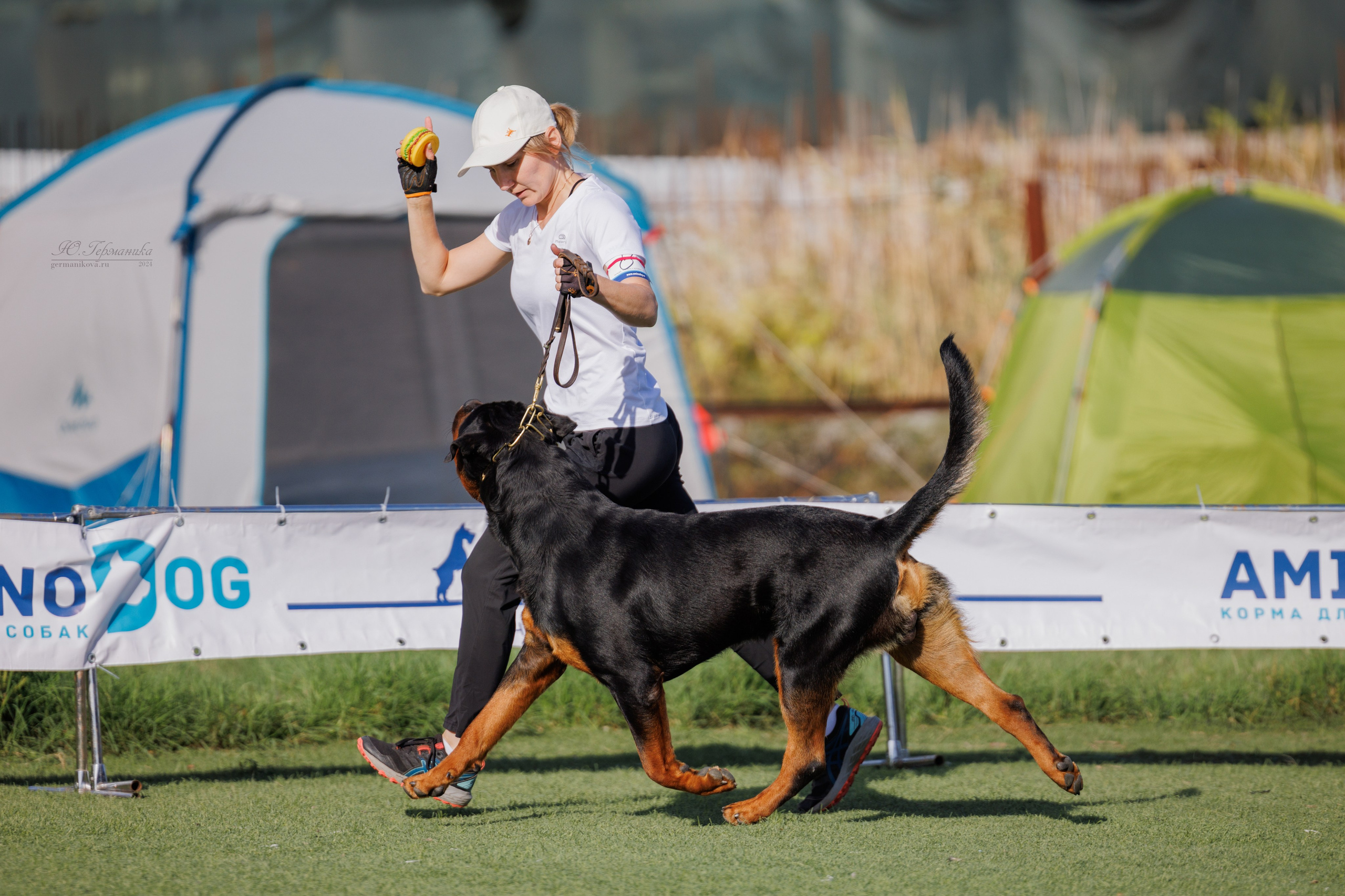 Анапа ротвейлеры 14-15.09.2024. Фотограф-анималист Юлия Германика