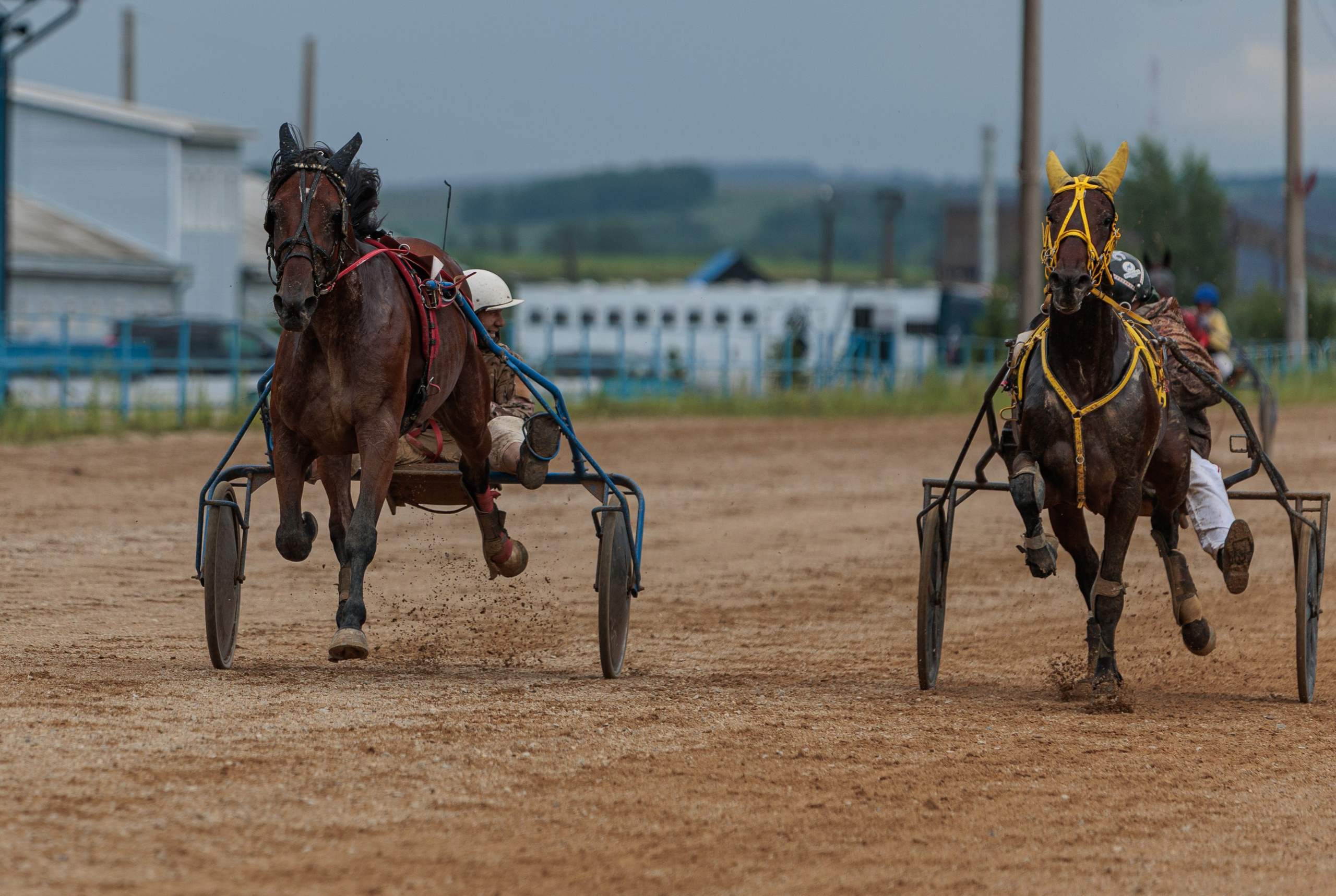 2025. Конный фотограф в Красноярске — Любовь Похабова