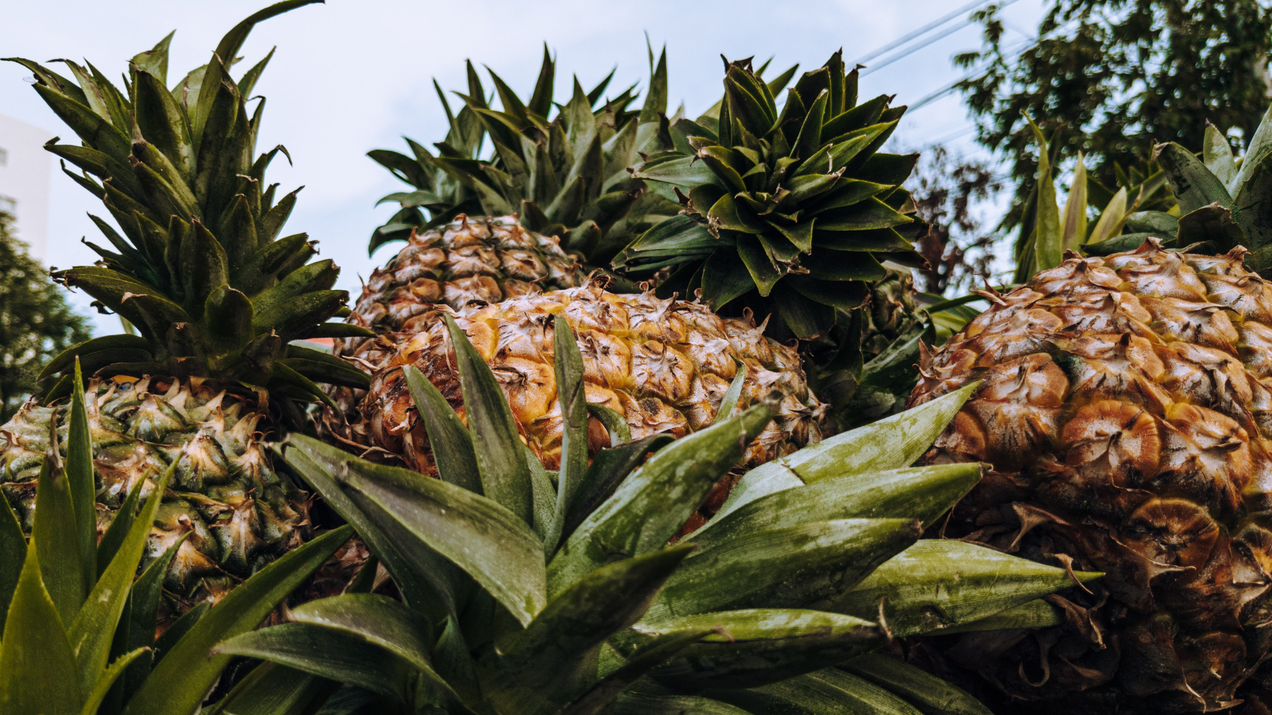 Экскурсии. Дайвинг во Вьетнаме. Индивидуальные Экскурсии