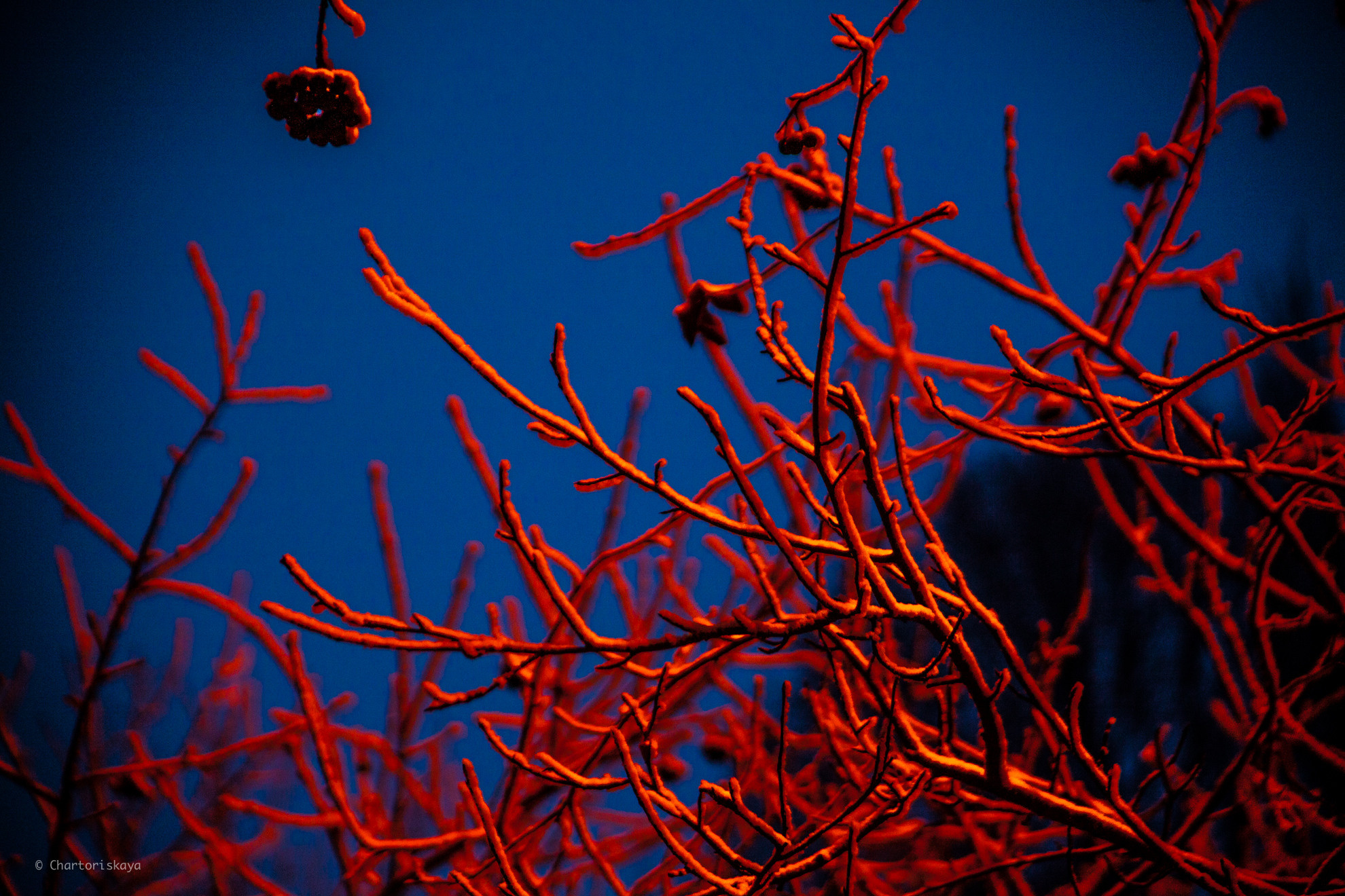 Пейзаж. Дарья Чарторийская — режиссер, продюсер, фотограф, художник, журналист, клинический психолог