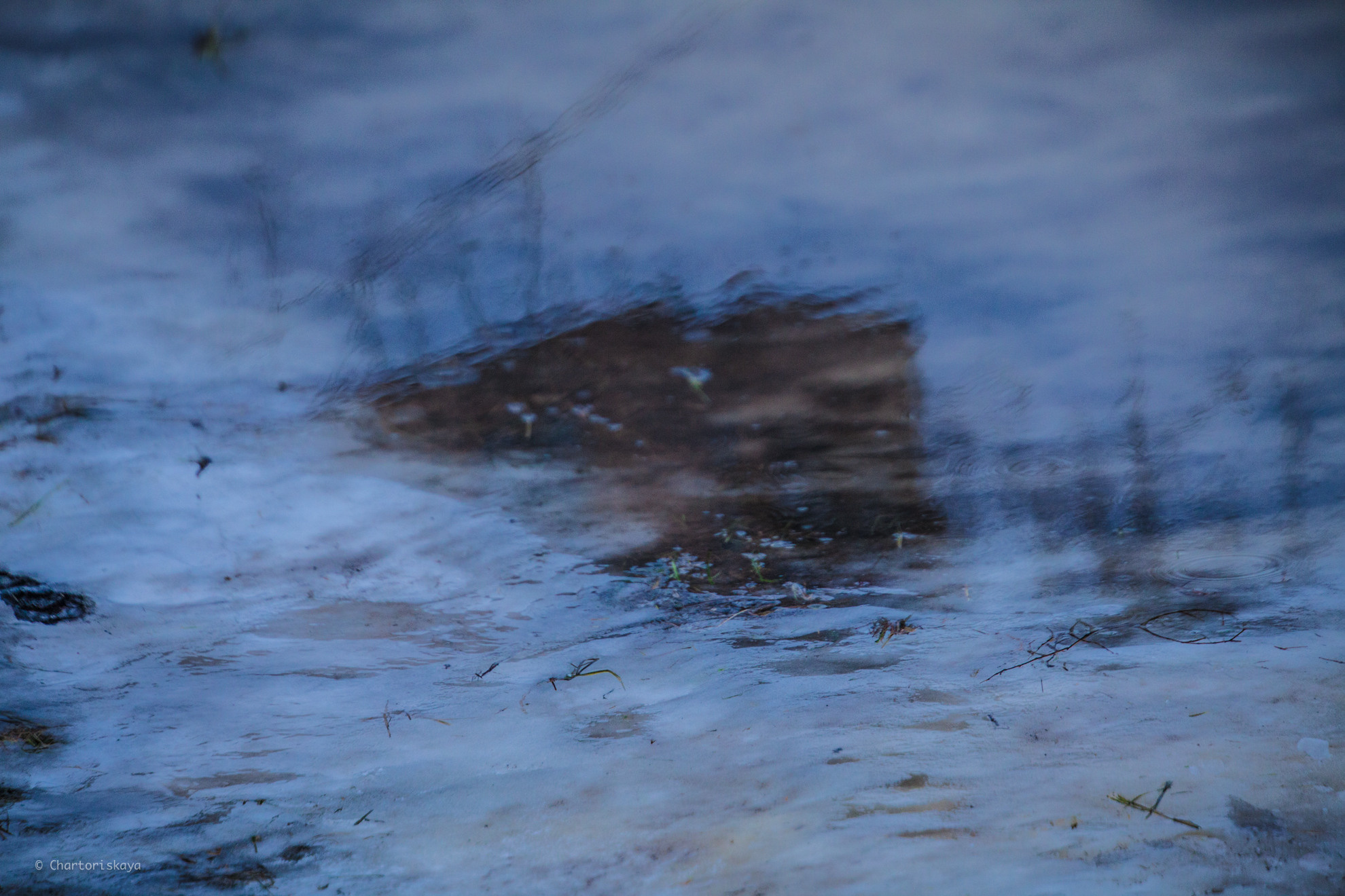 Творческая фотография. Дарья Чарторийская — режиссер, продюсер, фотограф, художник, журналист, клинический психолог