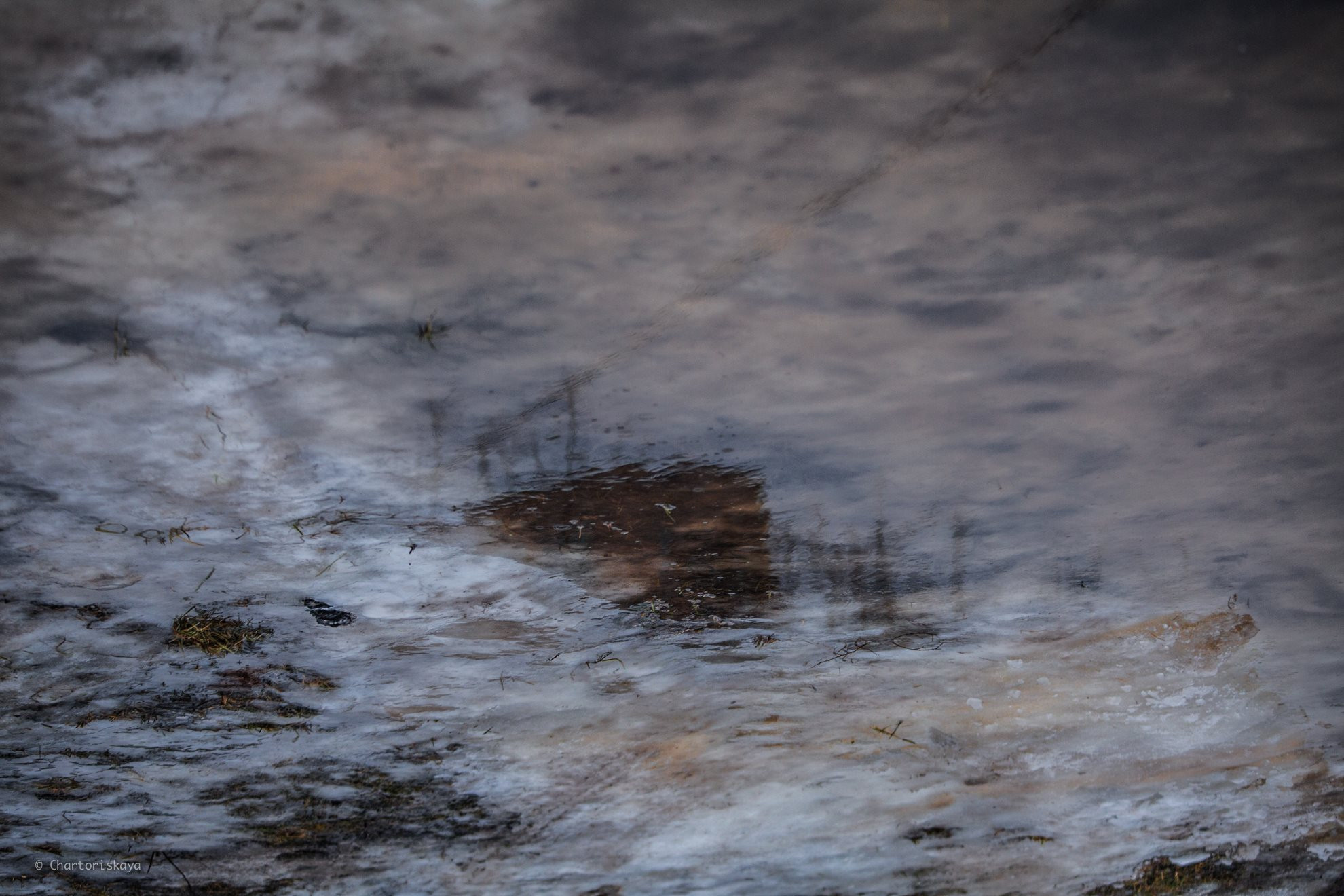 Творческая фотография. Дарья Чарторийская — режиссер, продюсер, фотограф, художник, журналист, клинический психолог