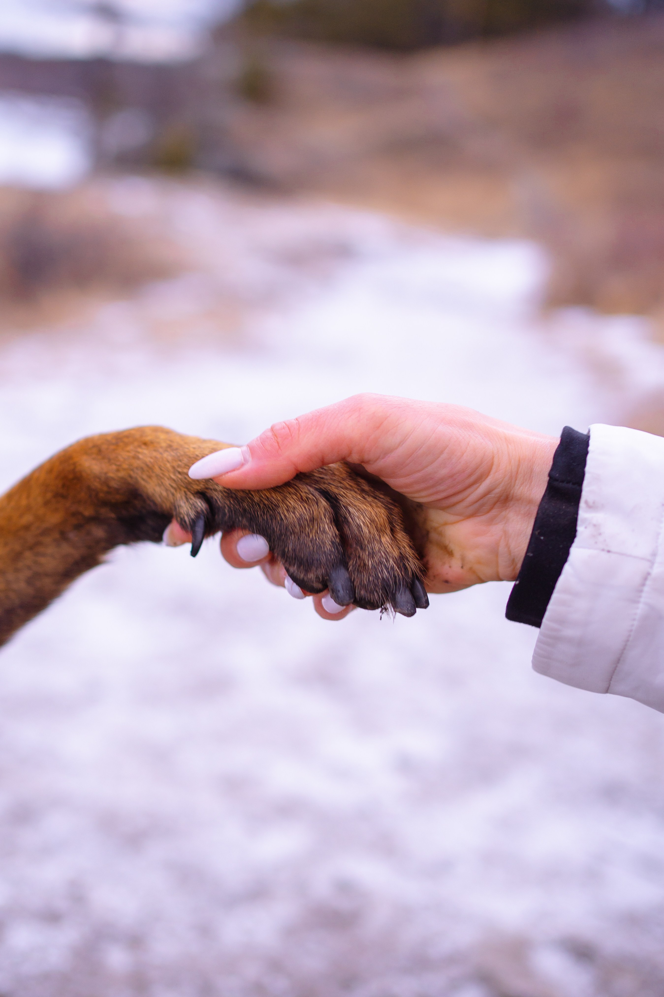 Екатерина и Барди. Фотограф-анималист Анастасия Большакова