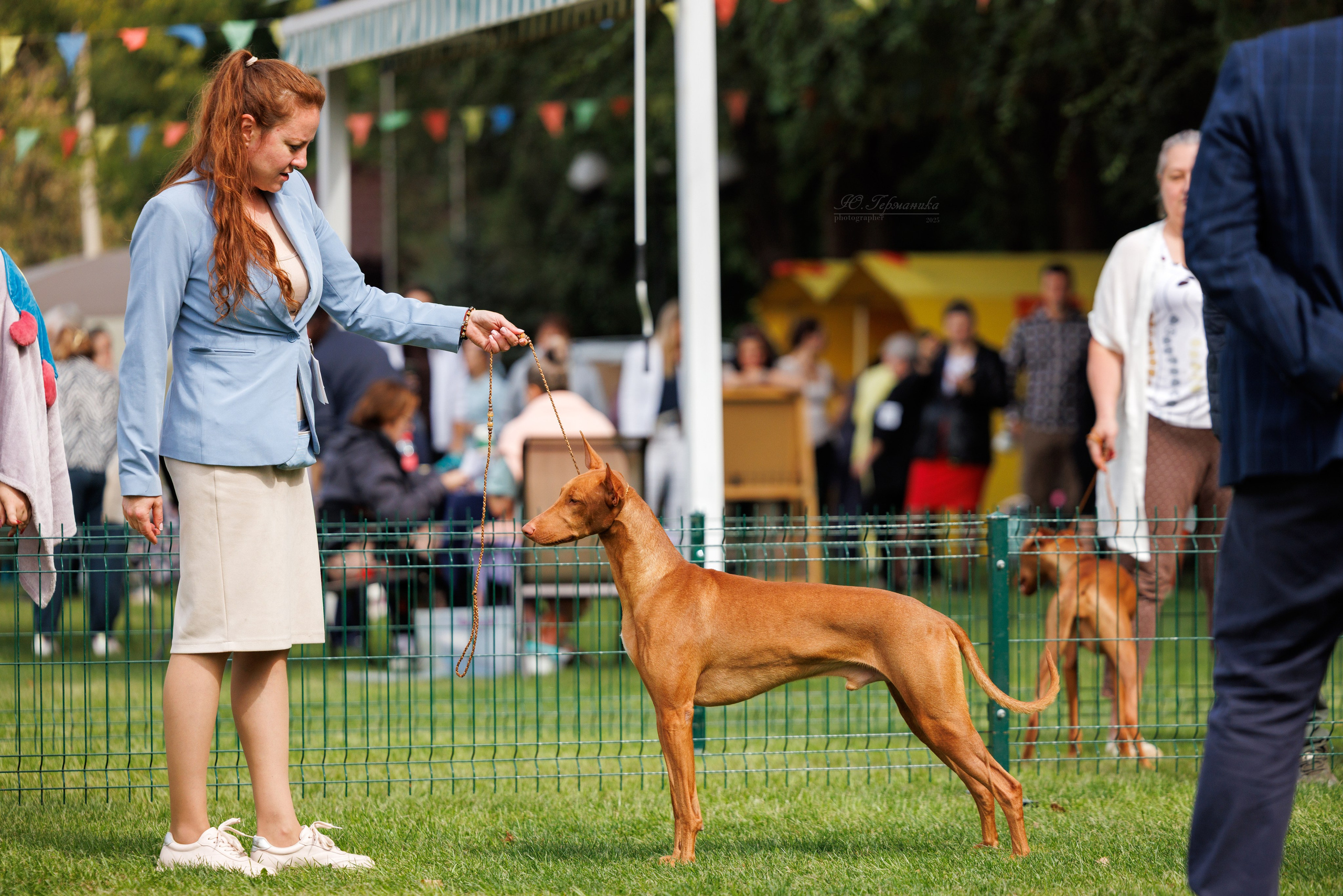 Бишкек 3х CACIB 26-28.09.2025. Фотограф-анималист Юлия Германика