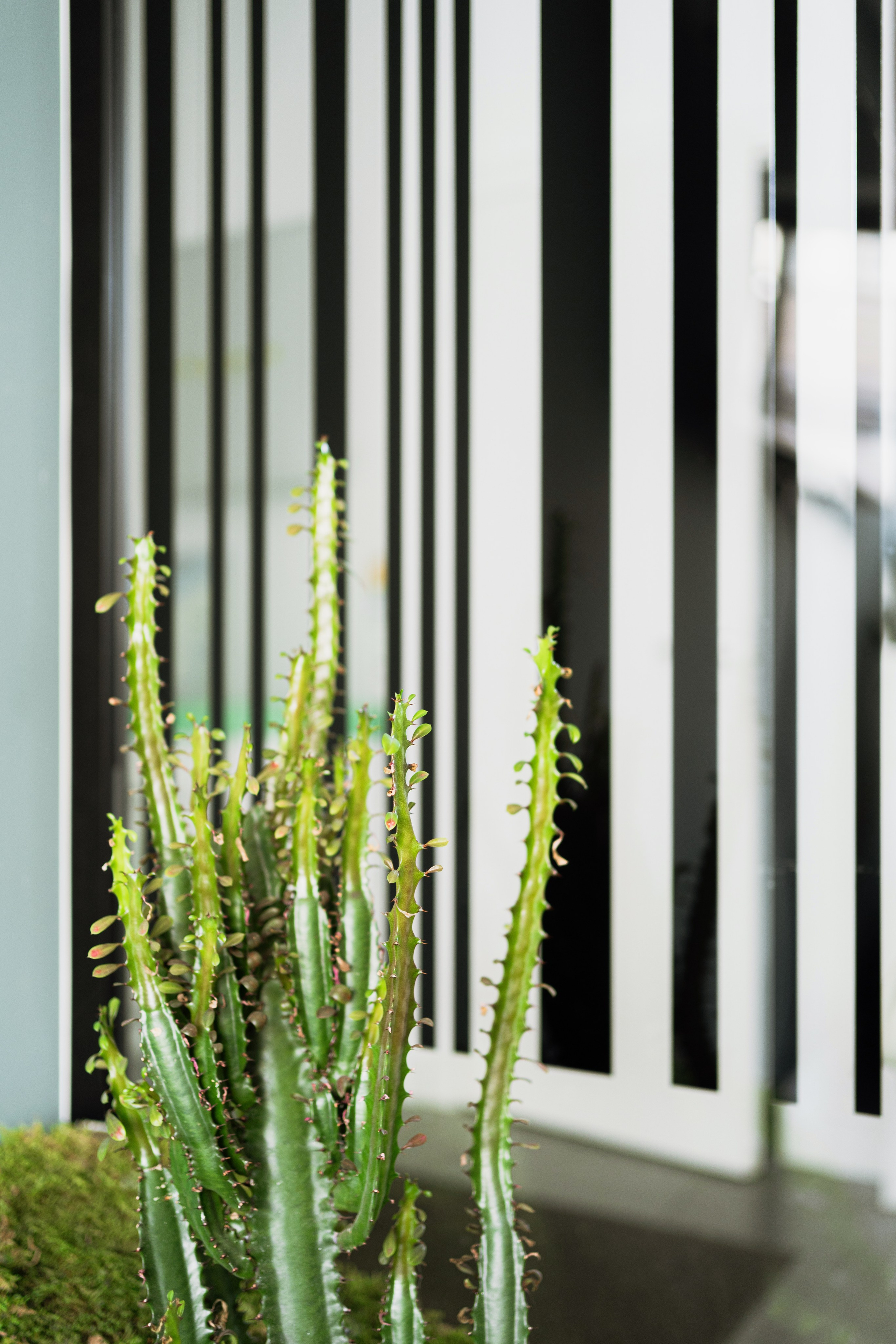 Terra. Елена Пашкевич, фотограф, Москва