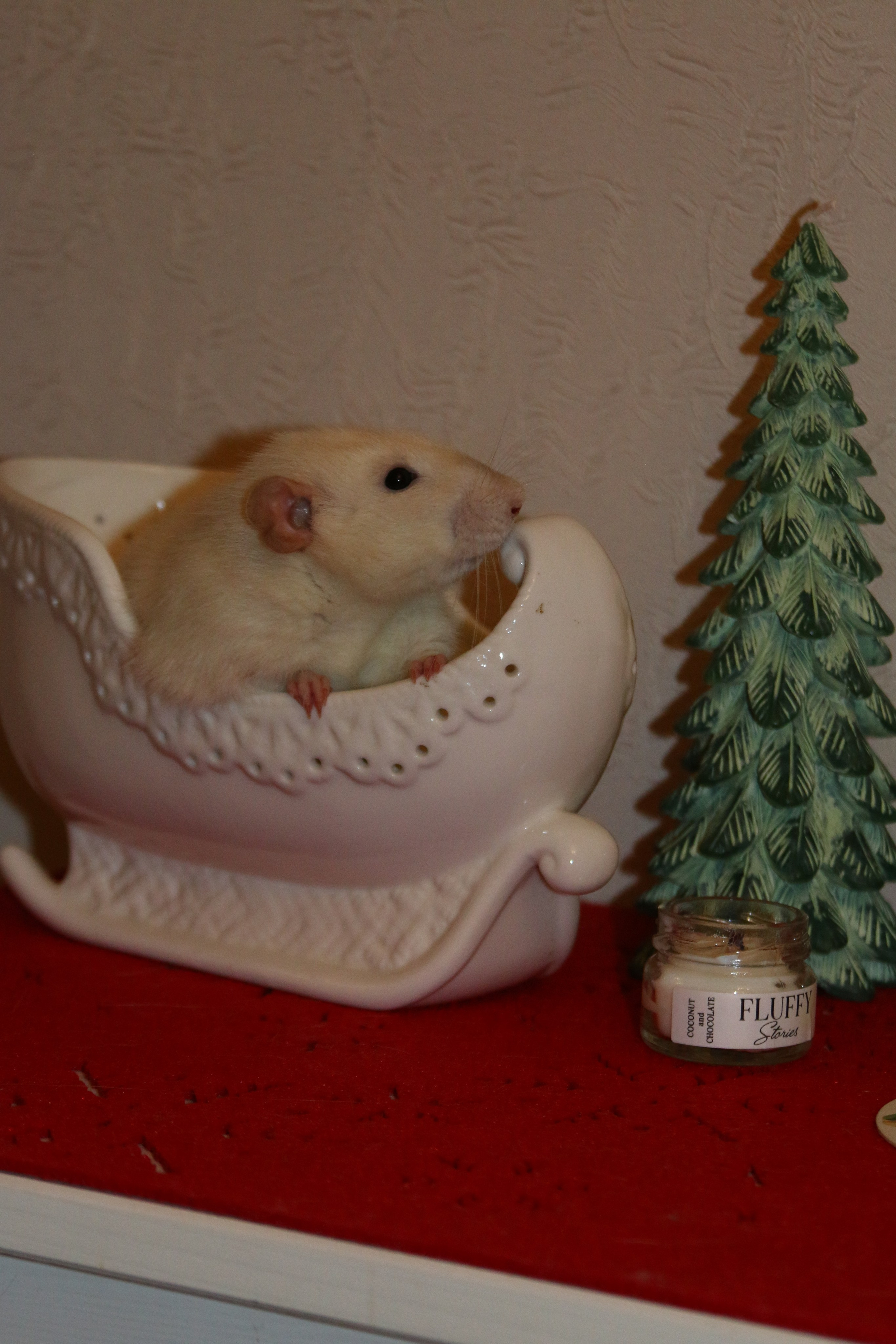 Съемка с питомцем