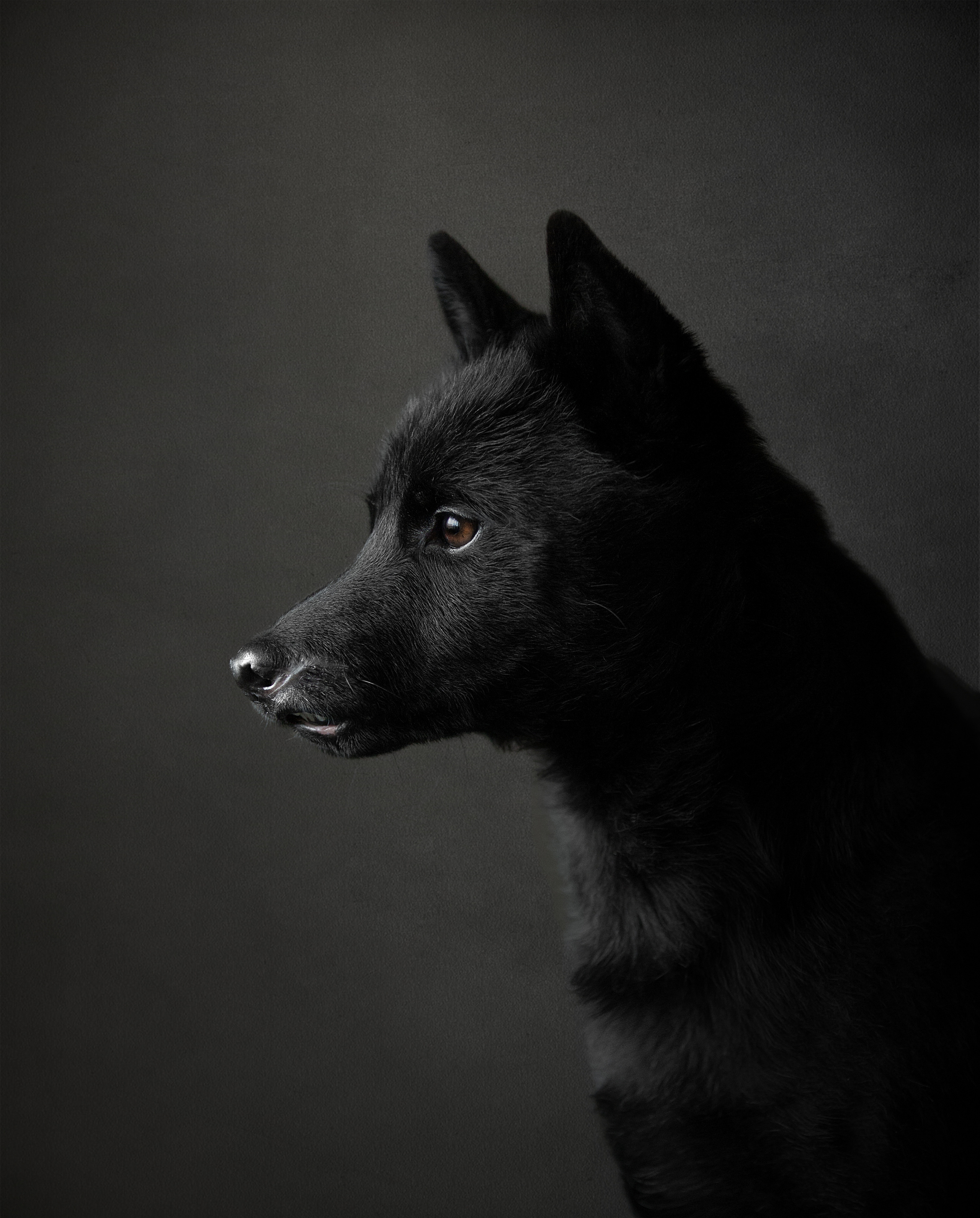 Художественная съёмка. Фотограф — анималист в Санкт — Петербурге Анна Орис