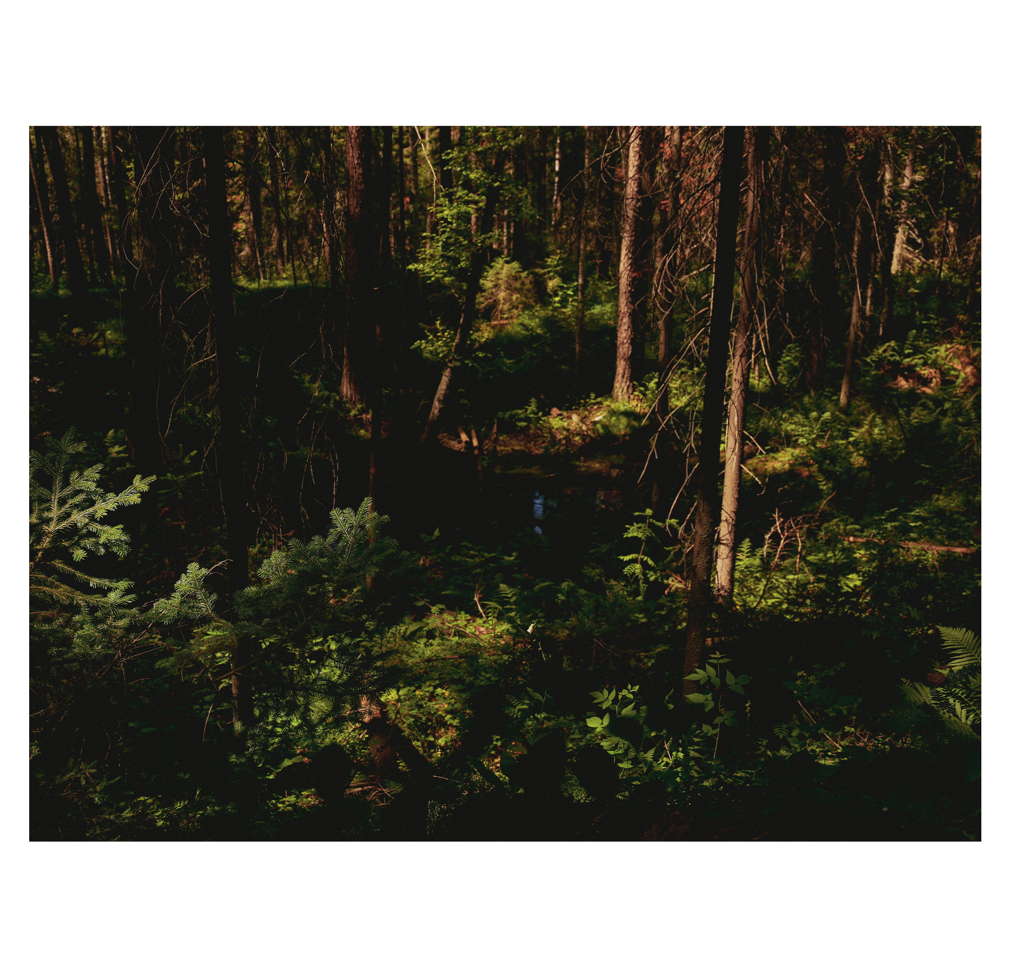 Summer hike. Фотограф/дизайнер в Екатеринбурге Хитрый Дмитрий