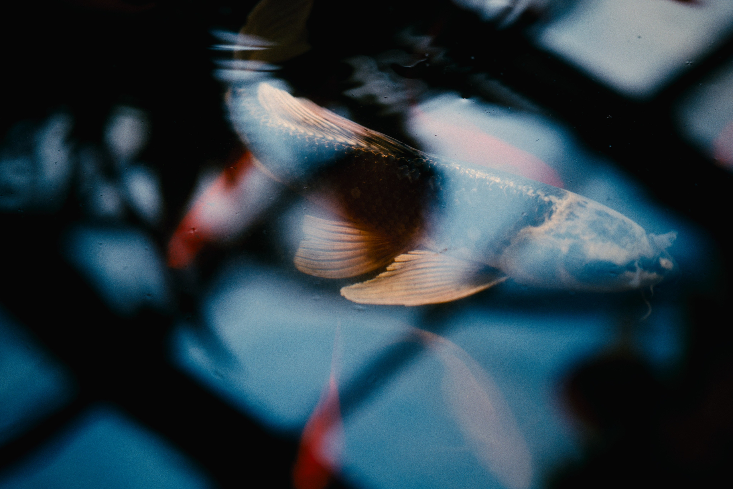 Аптекарский огород. Фотограф-любитель из Кирова Андрей Погребняк