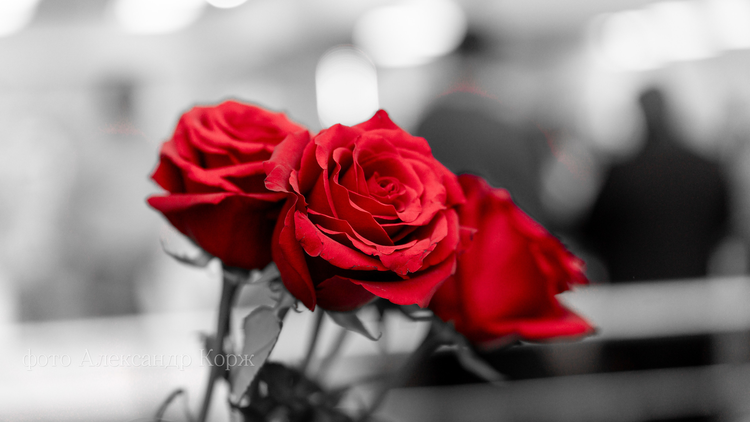 АЙХАЛ ЭКСПО-2025. Фотографии и видеосъемка, Айхал, Удачный, Якутия. Фотографии Айхал