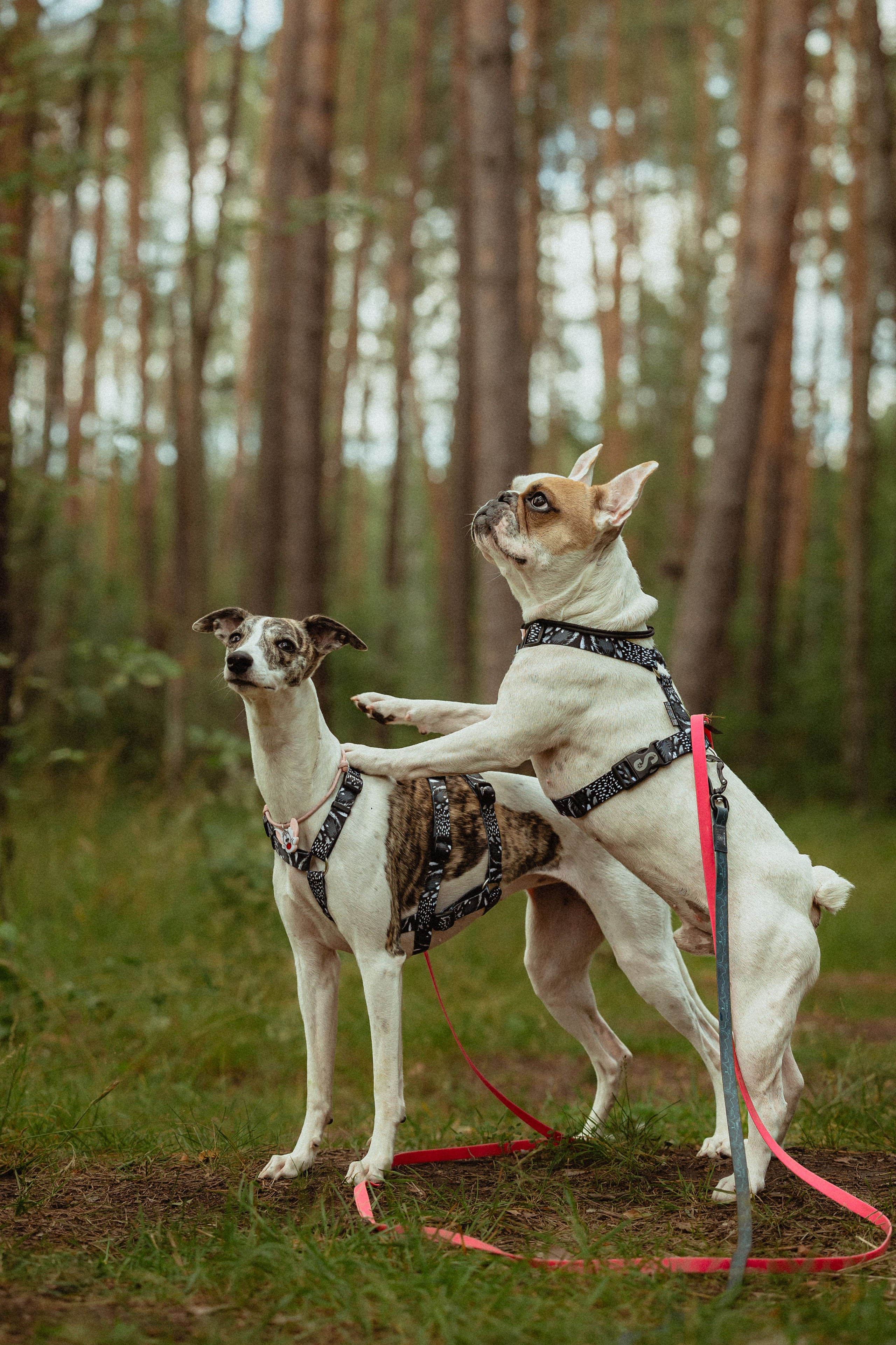 Выездной дог-тренинг от школы «Шерсть имею»
