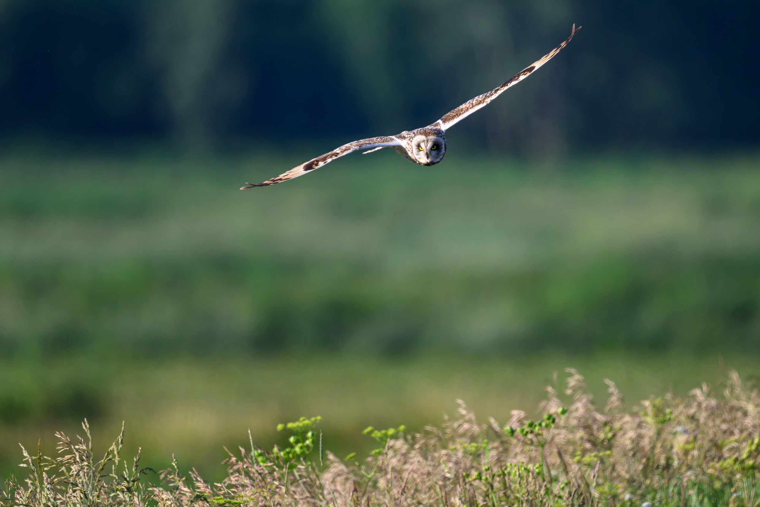 Охота совы. Фотограф Сергей Пупонин