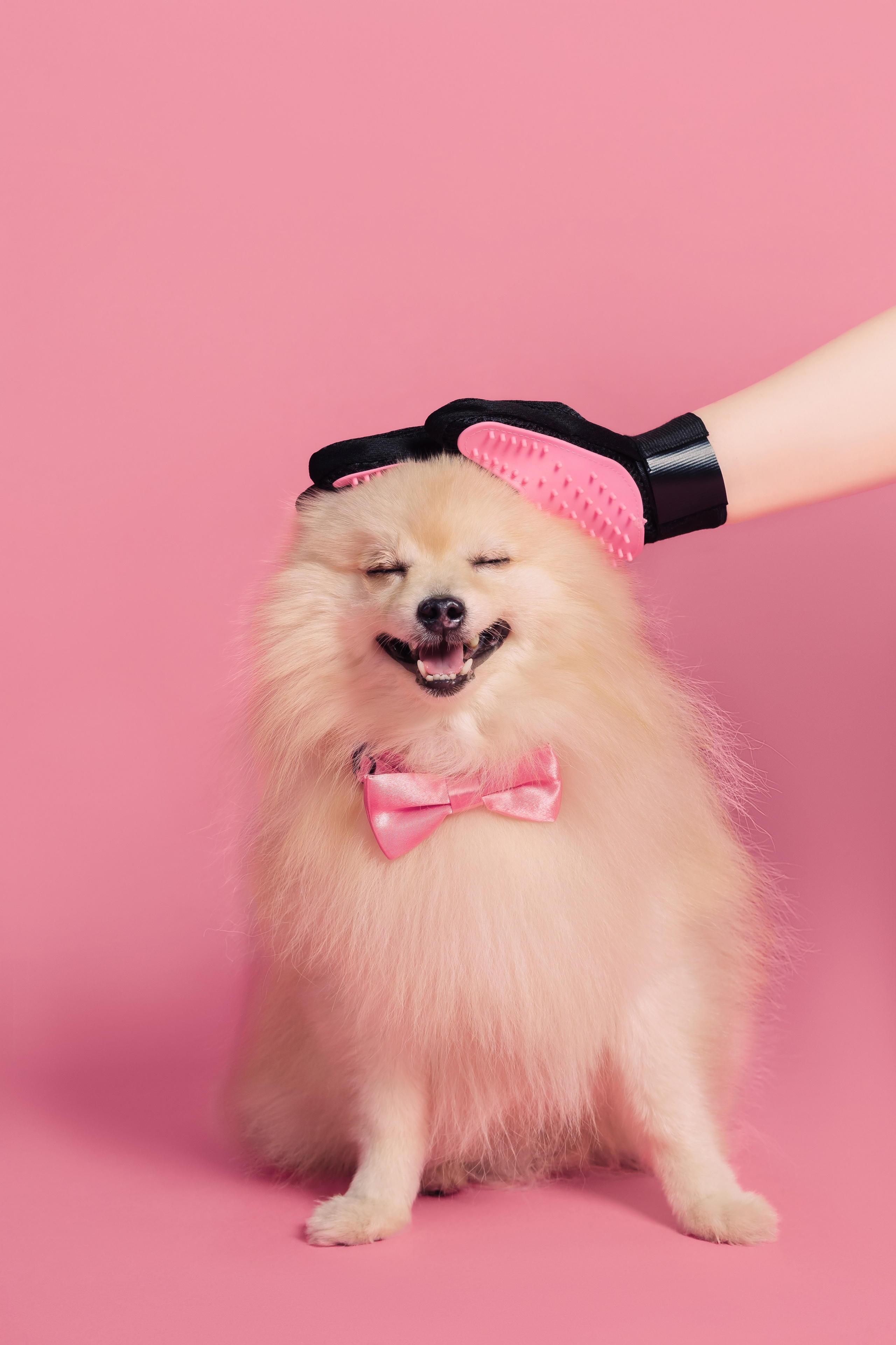 Магазин Friend of mine. Фотограф-анималист Елена Радченко, Москва