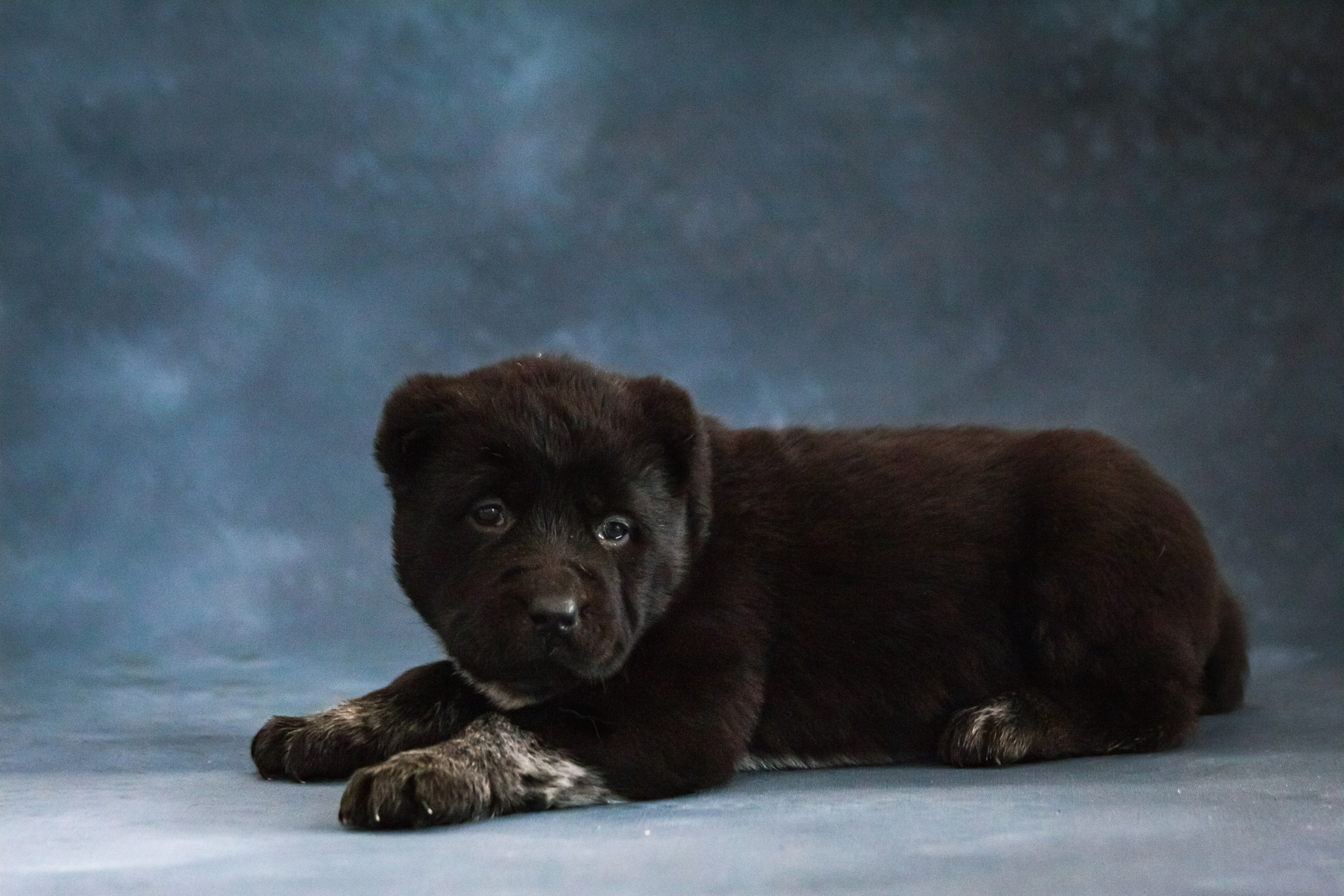 Фотосессия щенков от 7-и дней в стиле ньюборн. Фотограф анималист — Тула, Москва