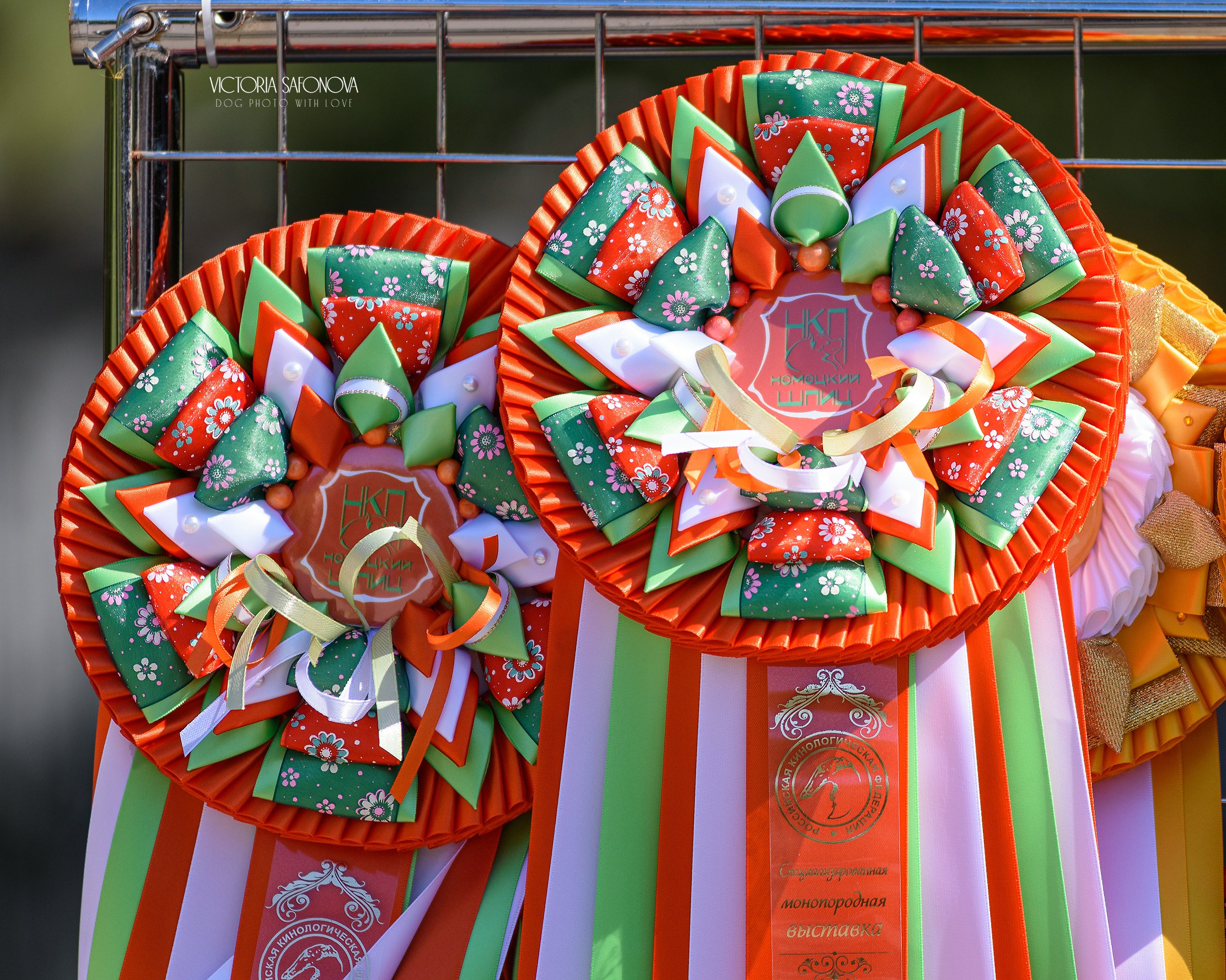 15 сентября 2024. Благовещенск. Монопородная выставка шпицев. Фотограф анималист Благовещенск. Сафонова Виктория