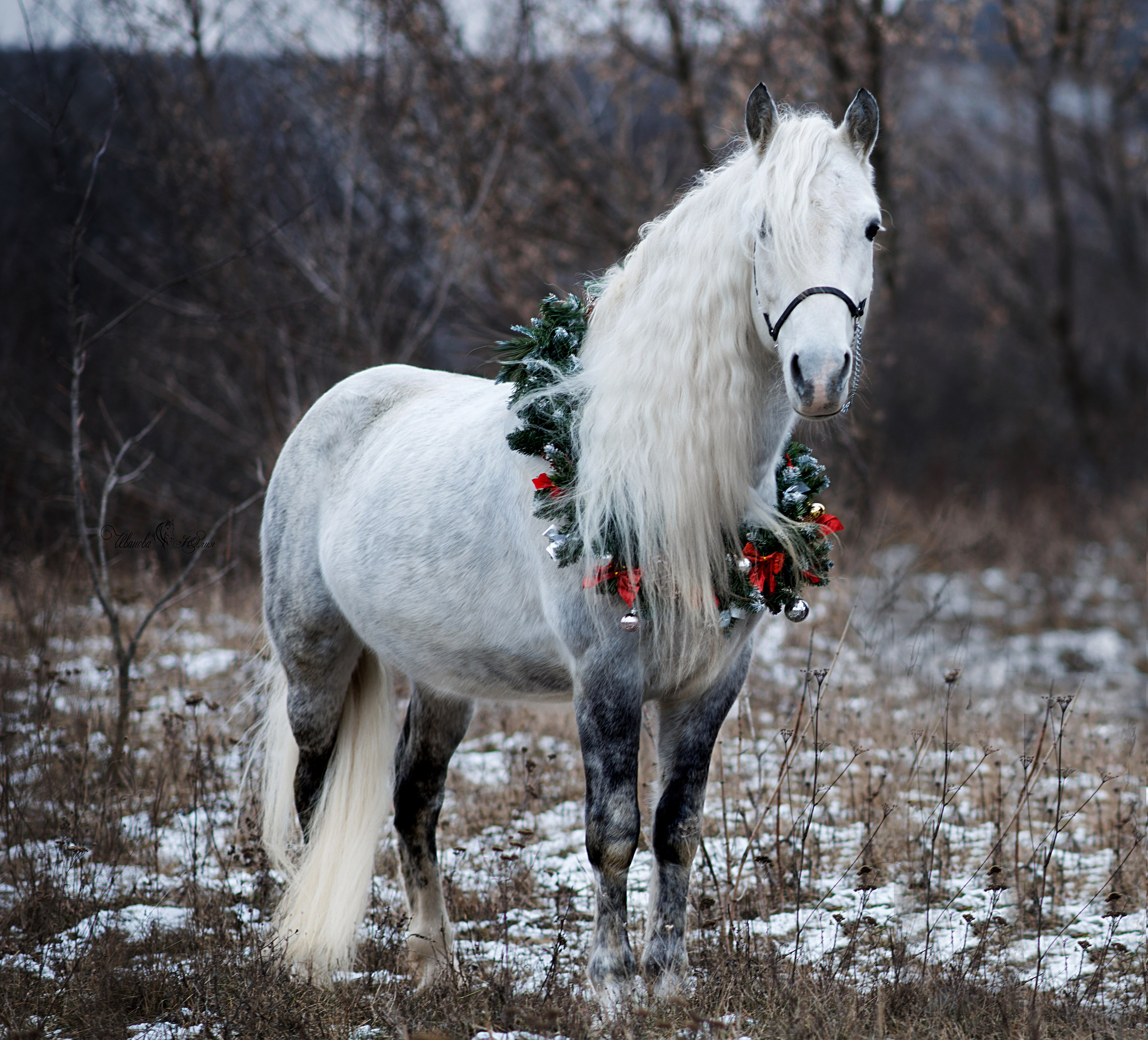 Лошади. Конный фотограф в Саратове Юлия Иванова