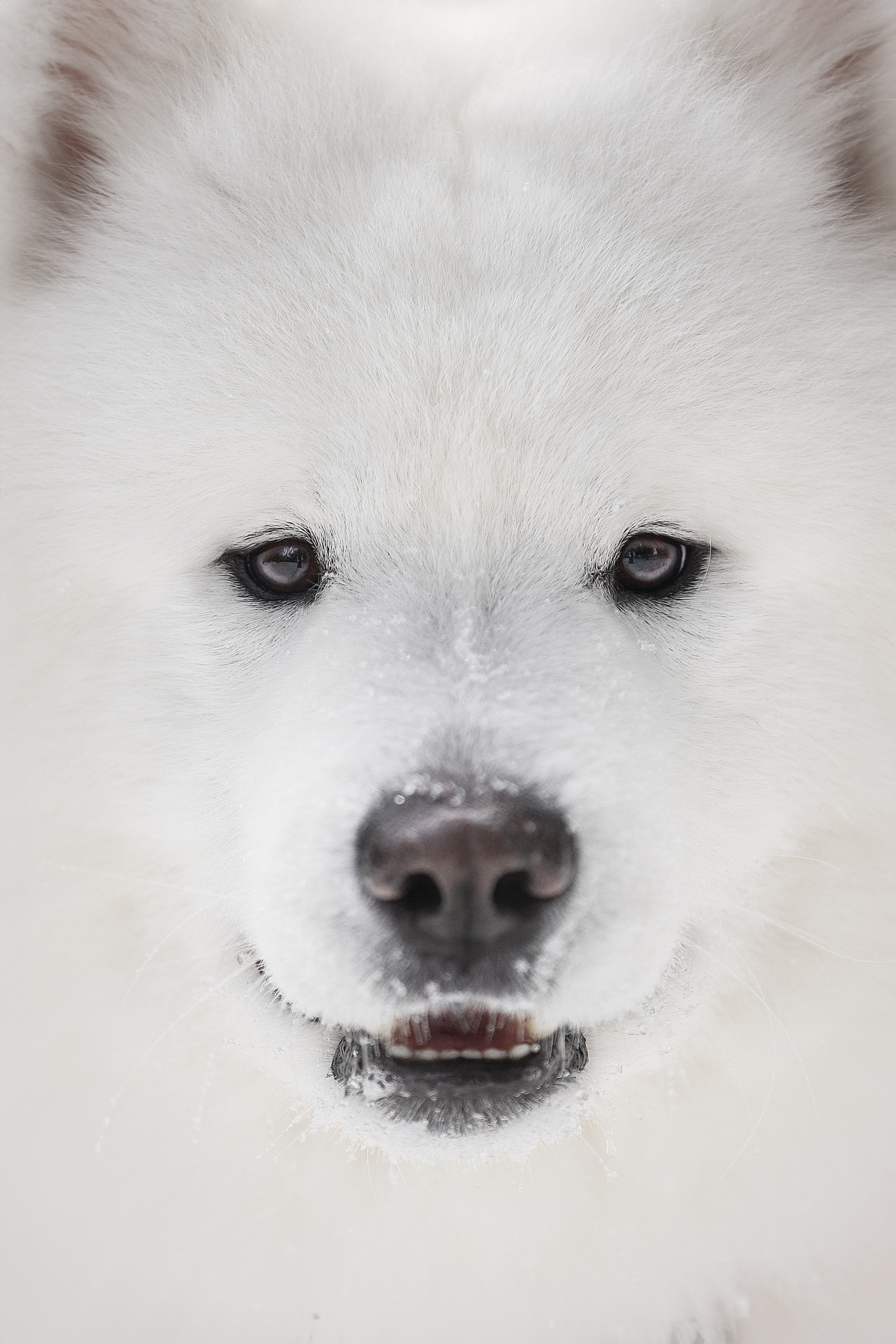 Дмитрий, Наталья и Панти. Фотограф анималист в Москве Майорова Евгения