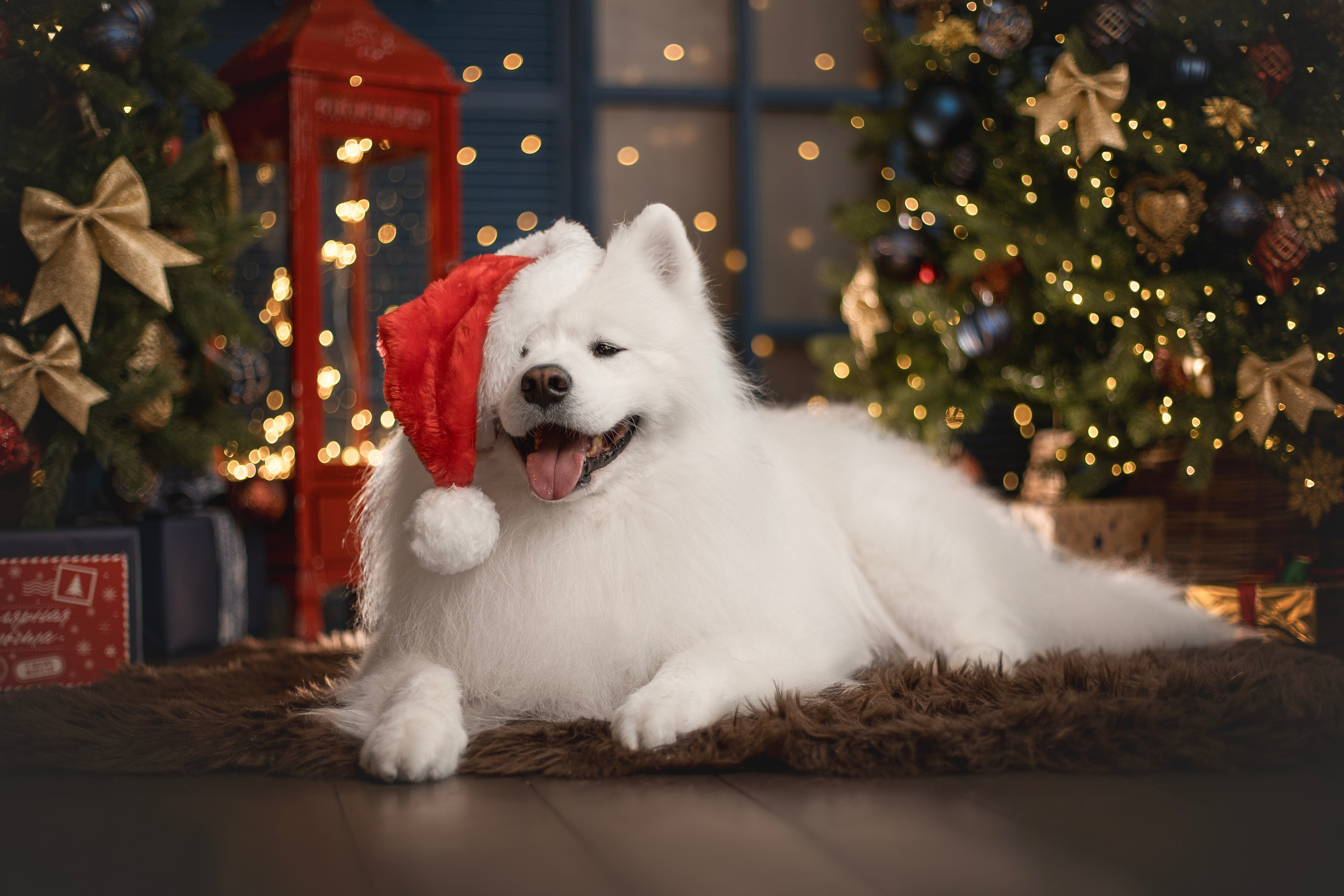 Пушистые самоедские драконы в студии. Фотограф анималист в Москве Майорова Евгения