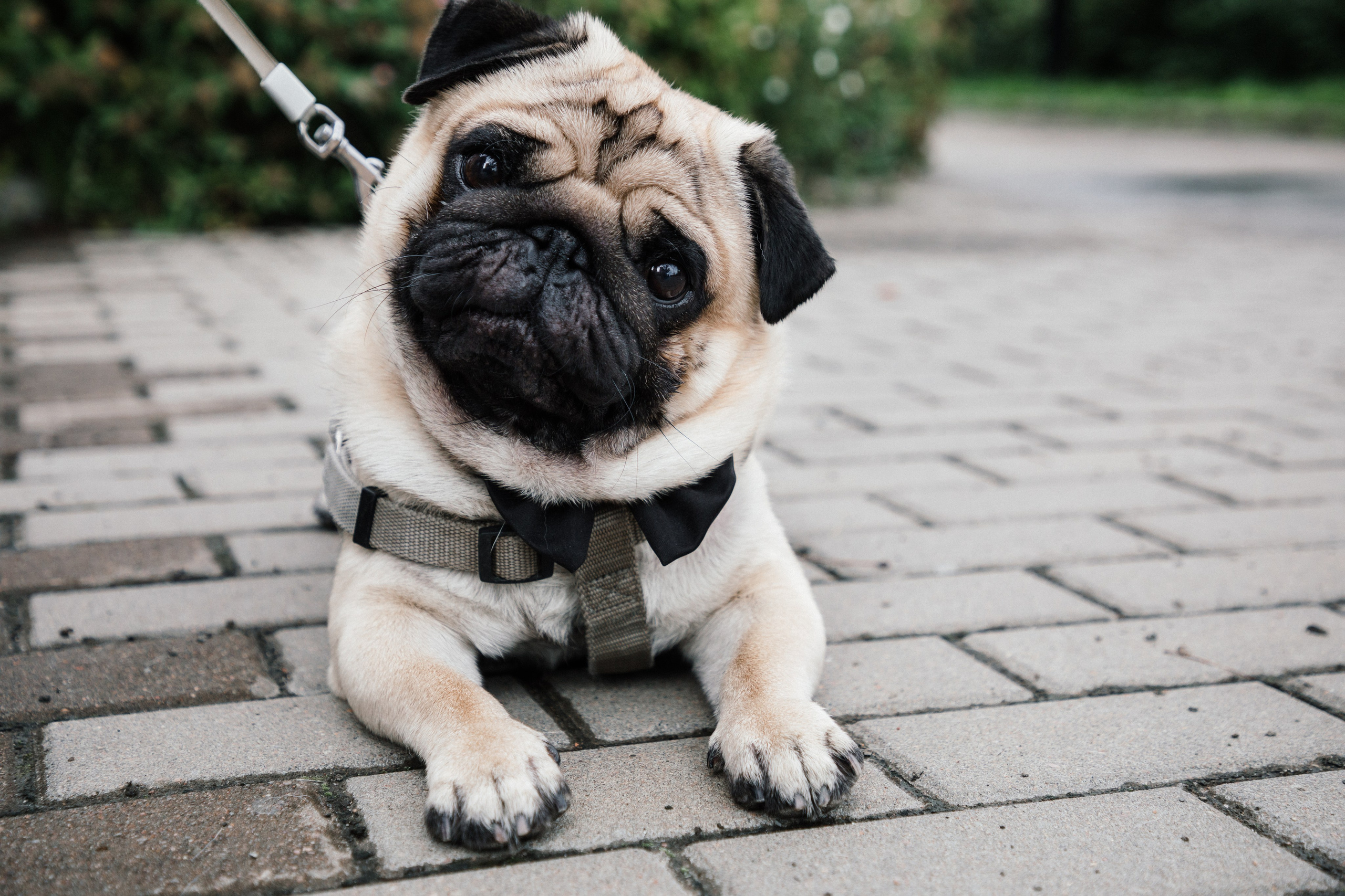 Ольга и Алексей. Свадебный фотограф в Санкт-Петербурге Анастасия Андреева
