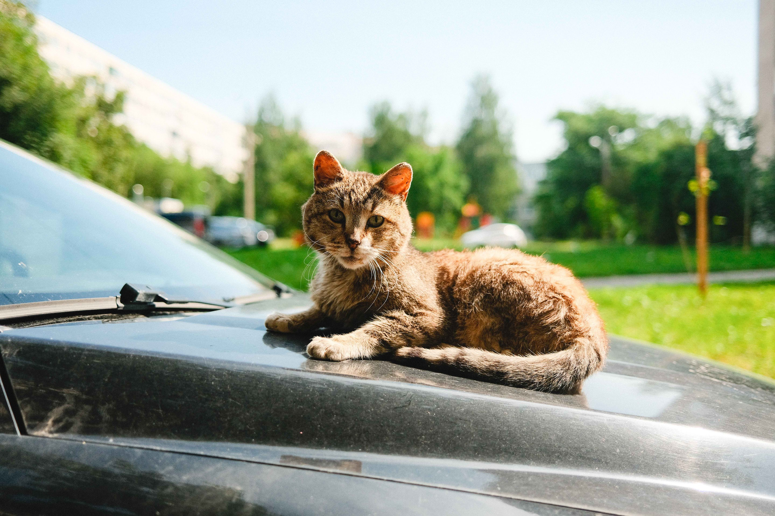 2023.07. Фотограф Алексей Алексеев