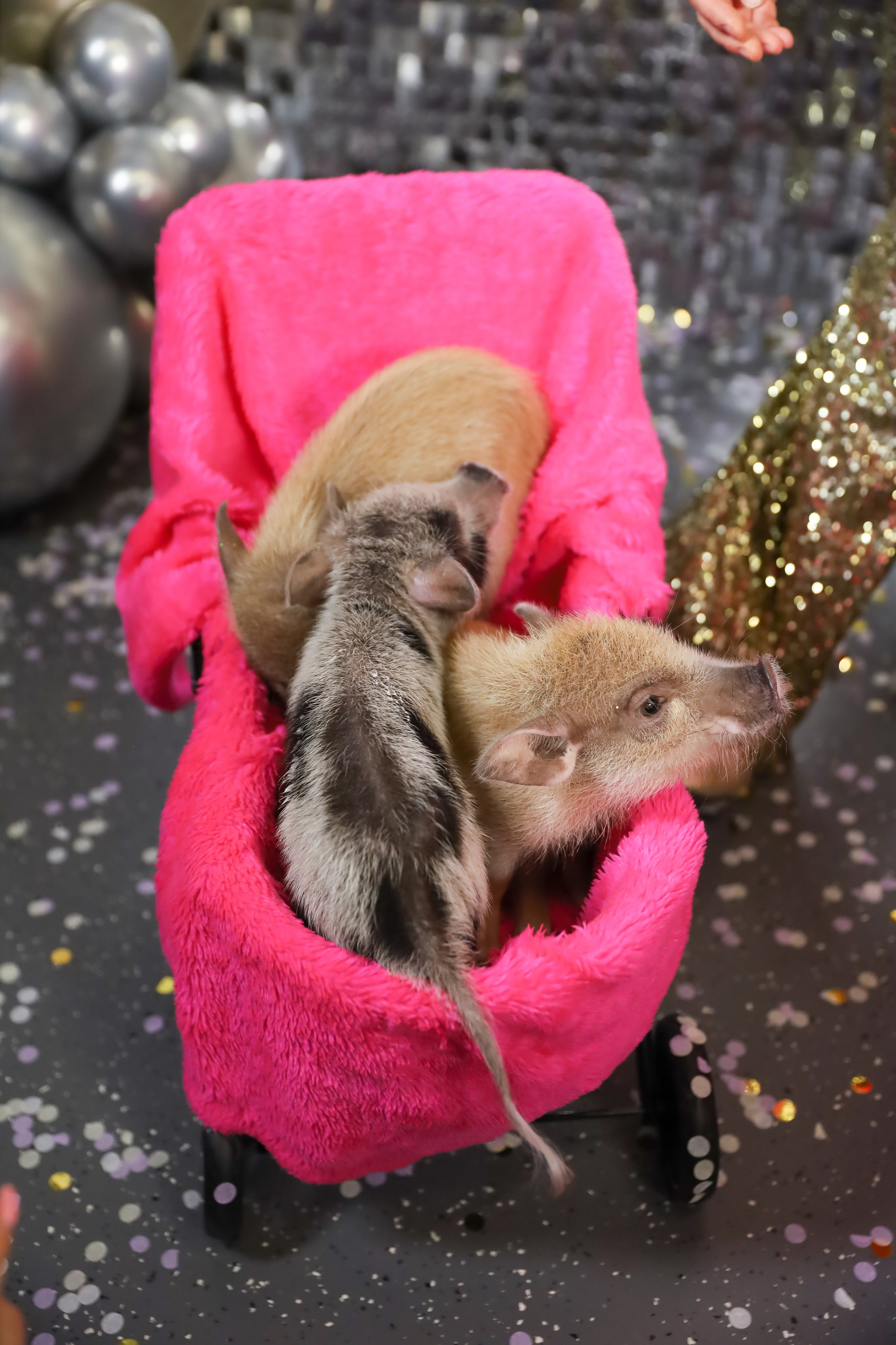 ДЕНЬ РОЖДЕНИЯ ЕВЫ В КРБ. Фотограф мероприятий Ирина Каширина